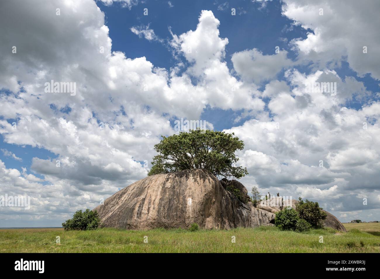 view Kopje, Central Serengeti Plains, Tanzania Stock Photo