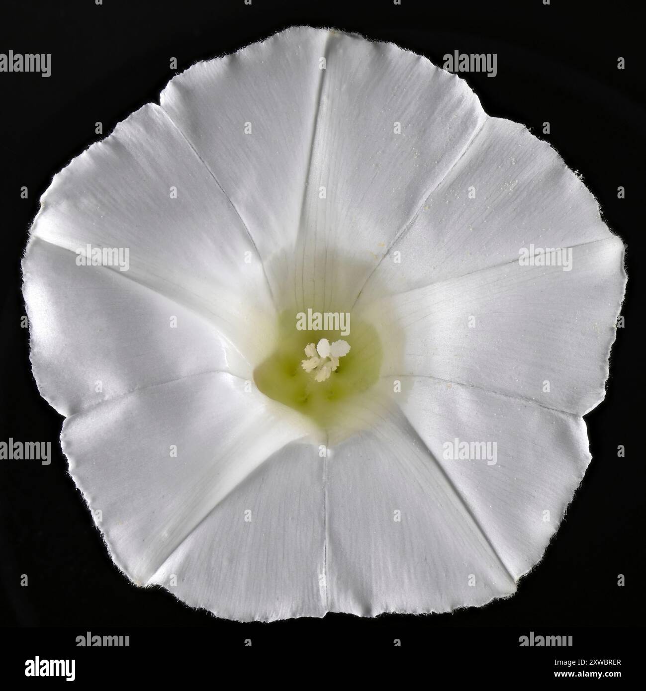 Hedge bindweed isolated hi-res stock photography and images - Alamy