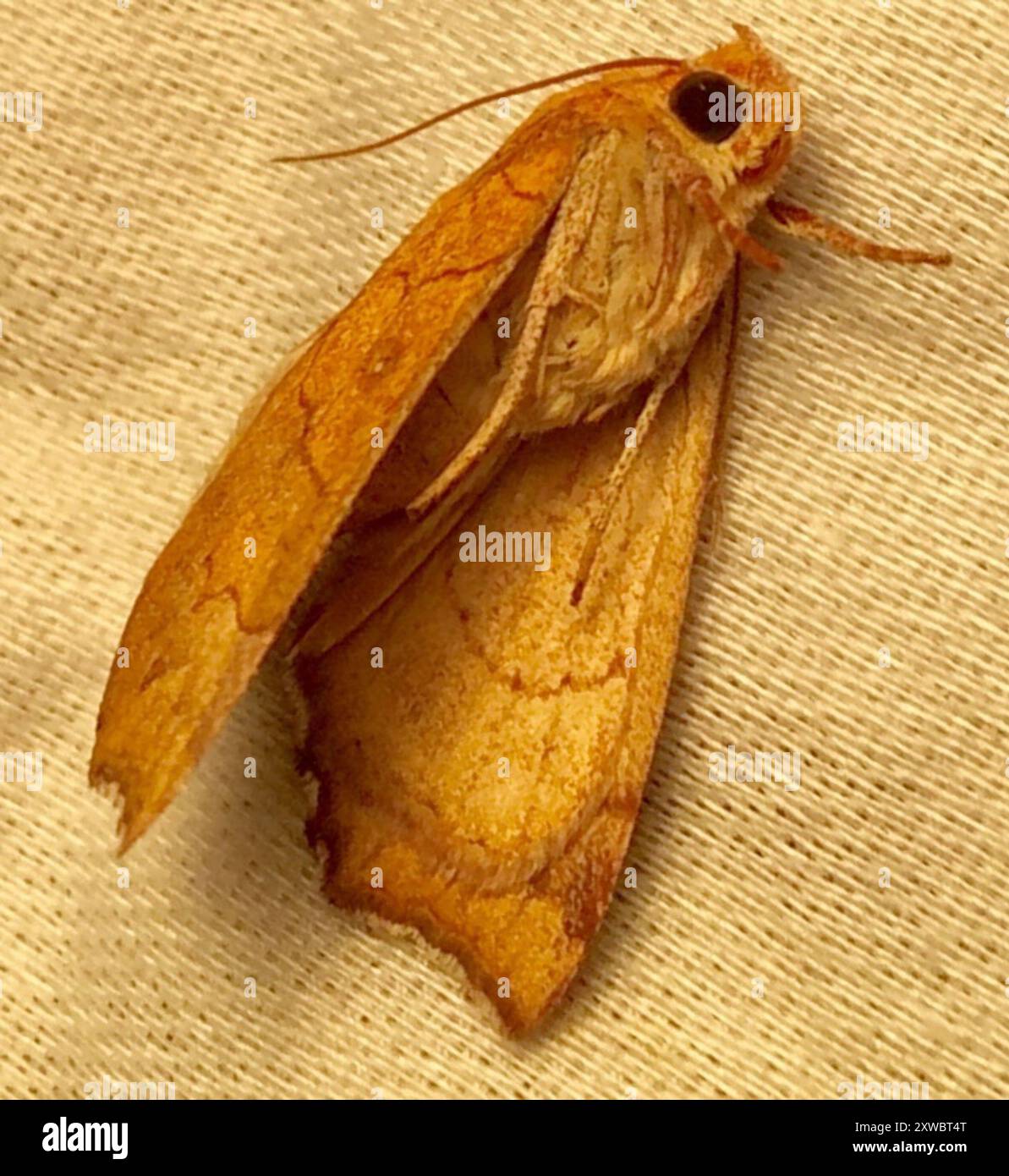 Yellow Scallop Moth (Anomis erosa) Insecta Stock Photo