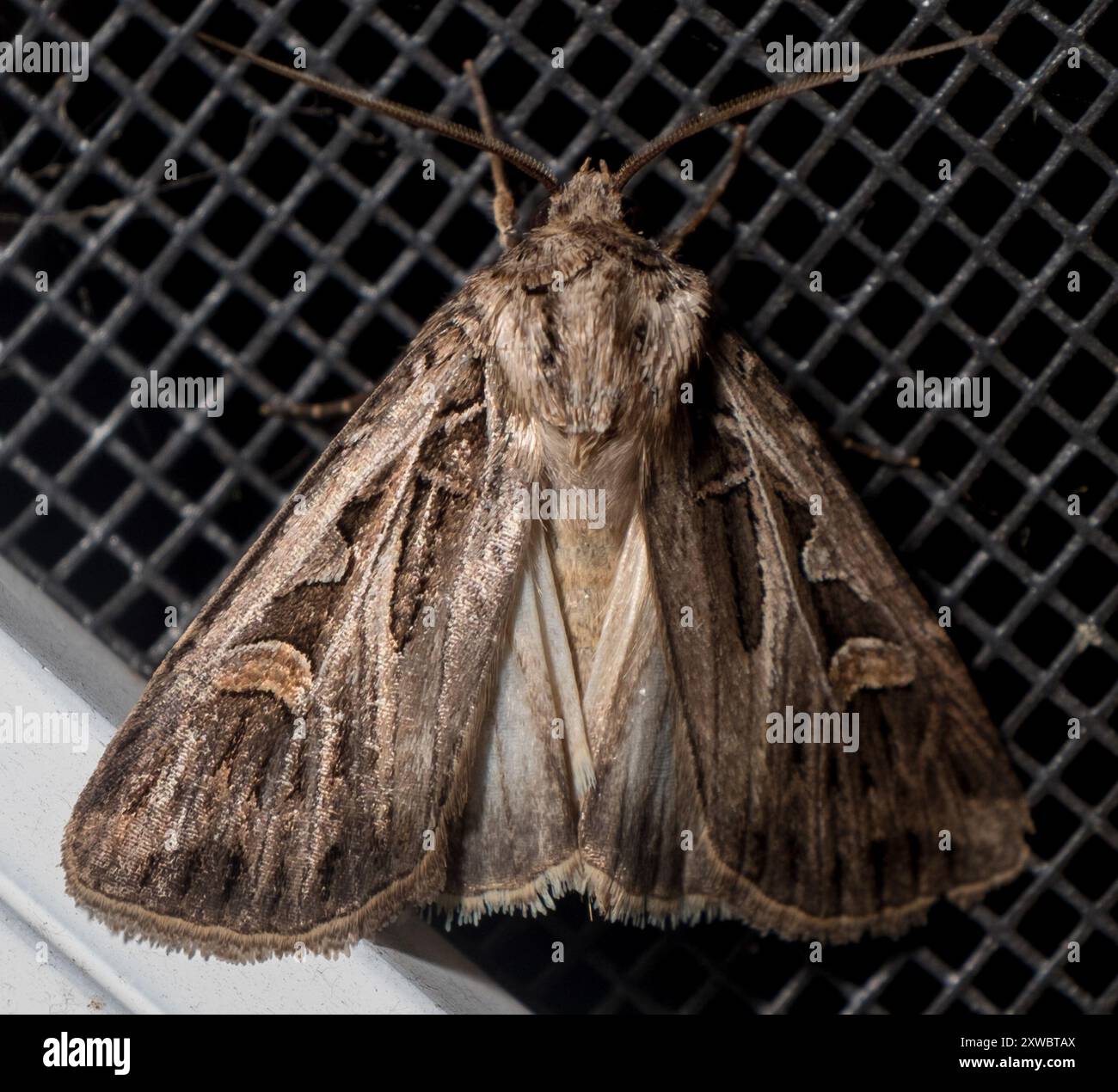 Dingy Insect Dingy Cutworm Moth (Feltia jaculifera) Insecta Stock Photo - Alamy