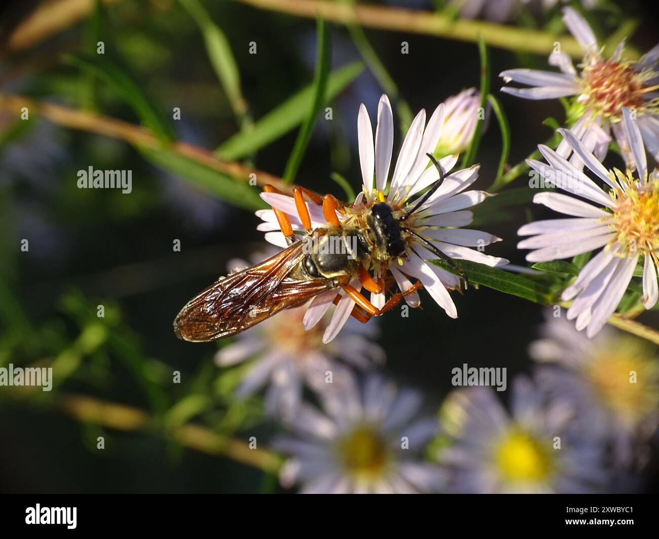 Great Golden Digger Wasp (Sphex ichneumoneus) Insecta Stock Photo - Alamy