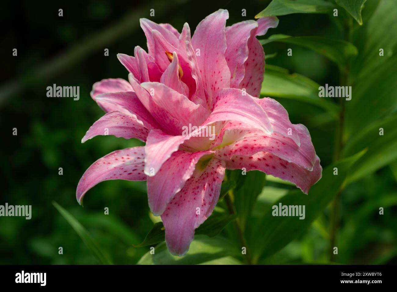 Lilium Rosely Mila (jardin du ruisseau de l'église 2024) Stock Photo