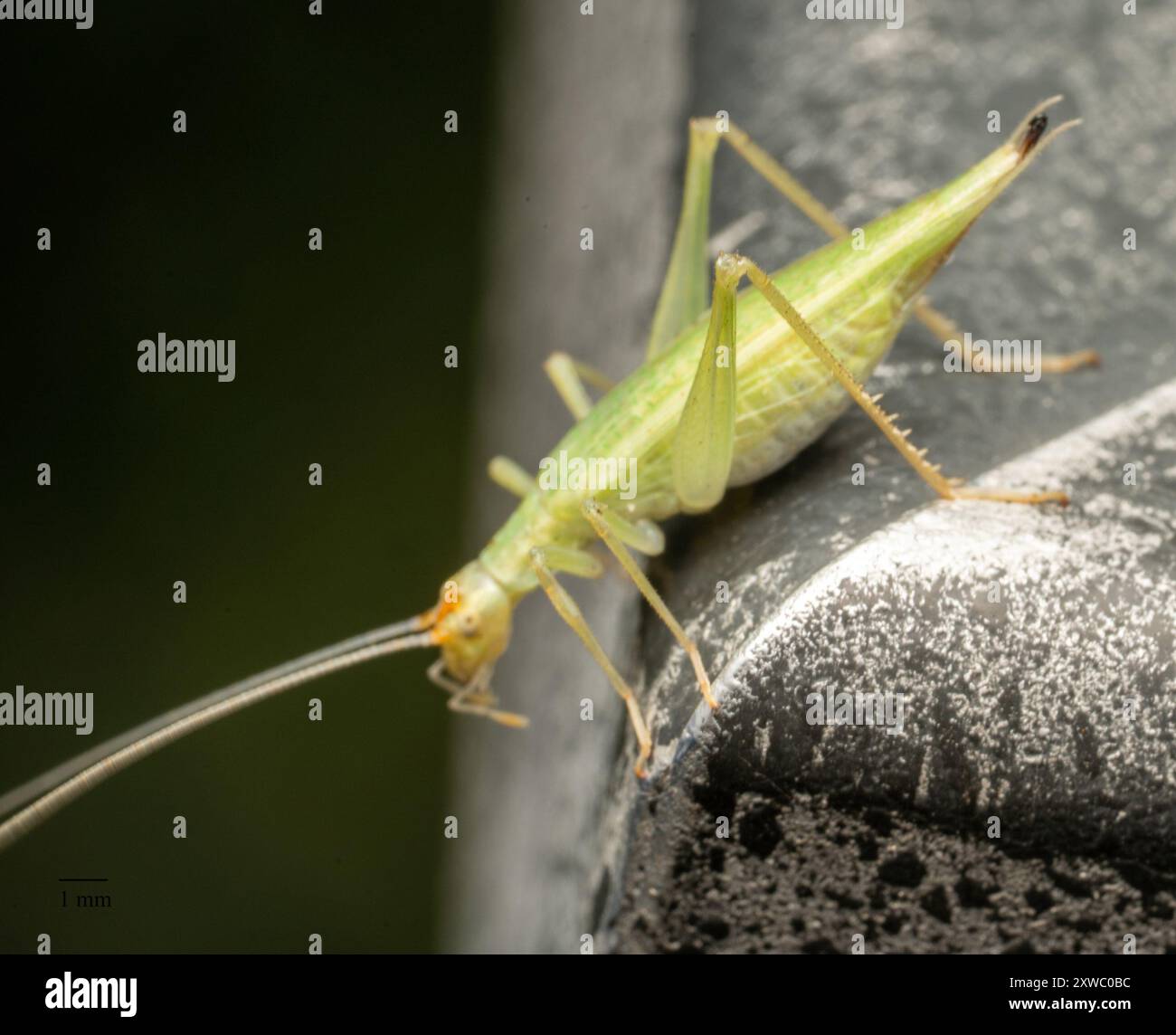 Common Tree Crickets (Oecanthus) Insecta Stock Photo - Alamy