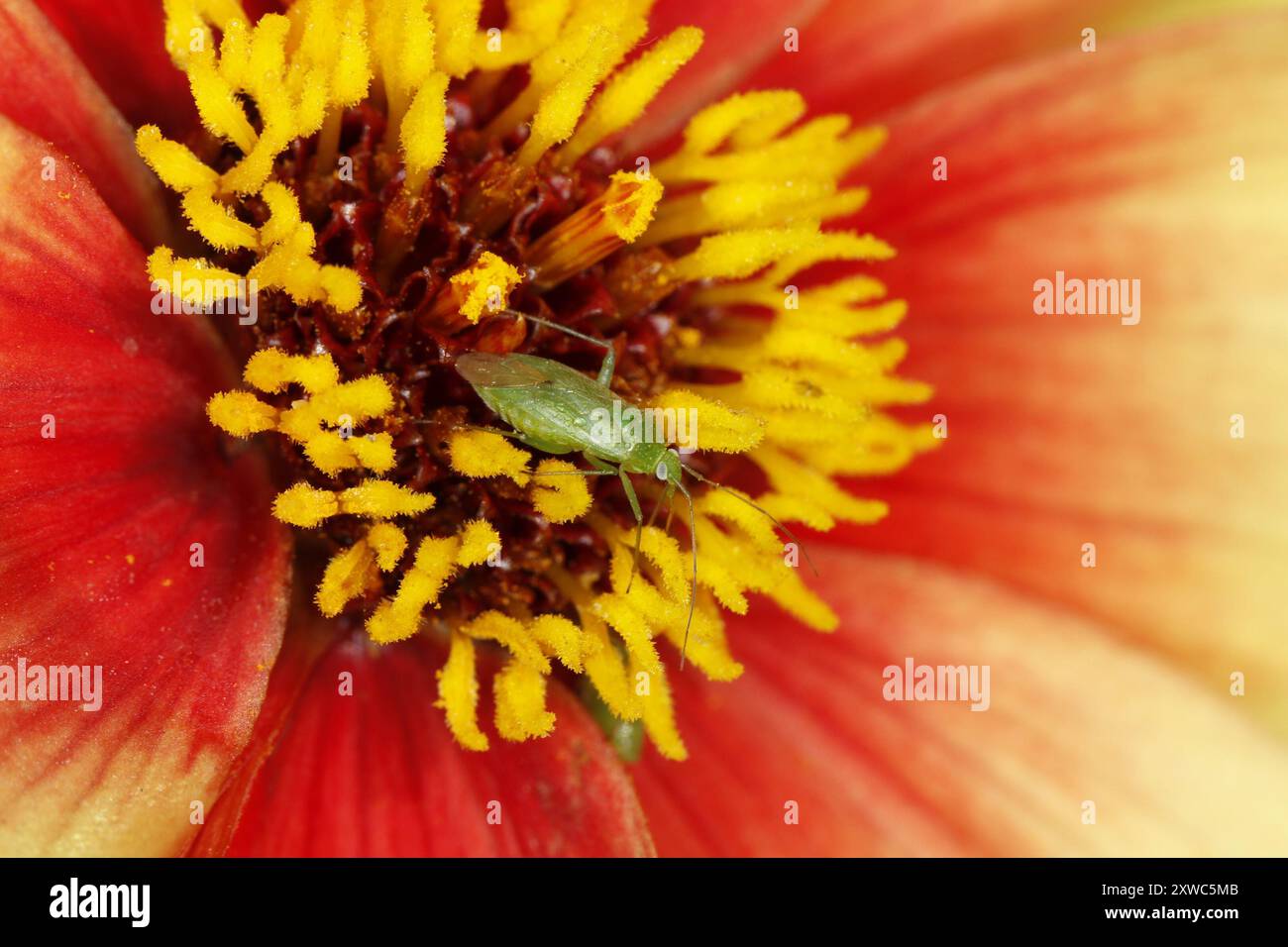 Common Green Capsid (Lygocoris pabulinus) Insecta Stock Photo - Alamy