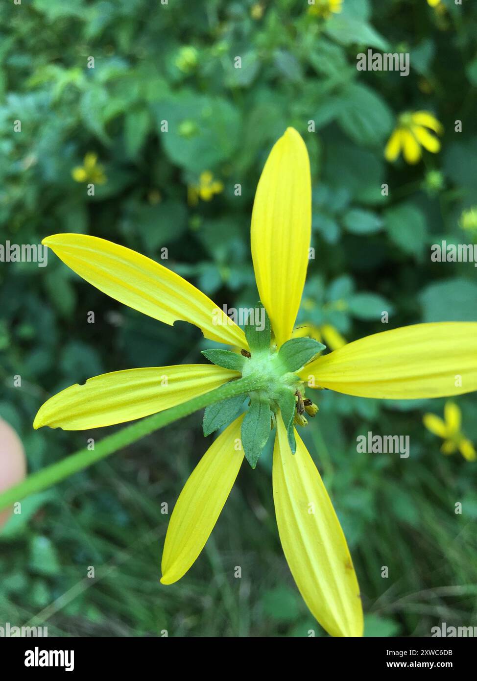 cutleaf coneflower (Rudbeckia laciniata) Plantae Stock Photo - Alamy