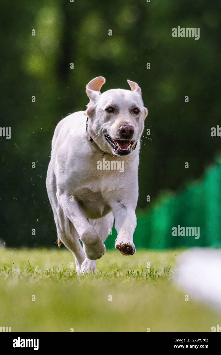 Yellow Lab Exercise Purebred yellow labrador retriever hi-res stock photography and images ...