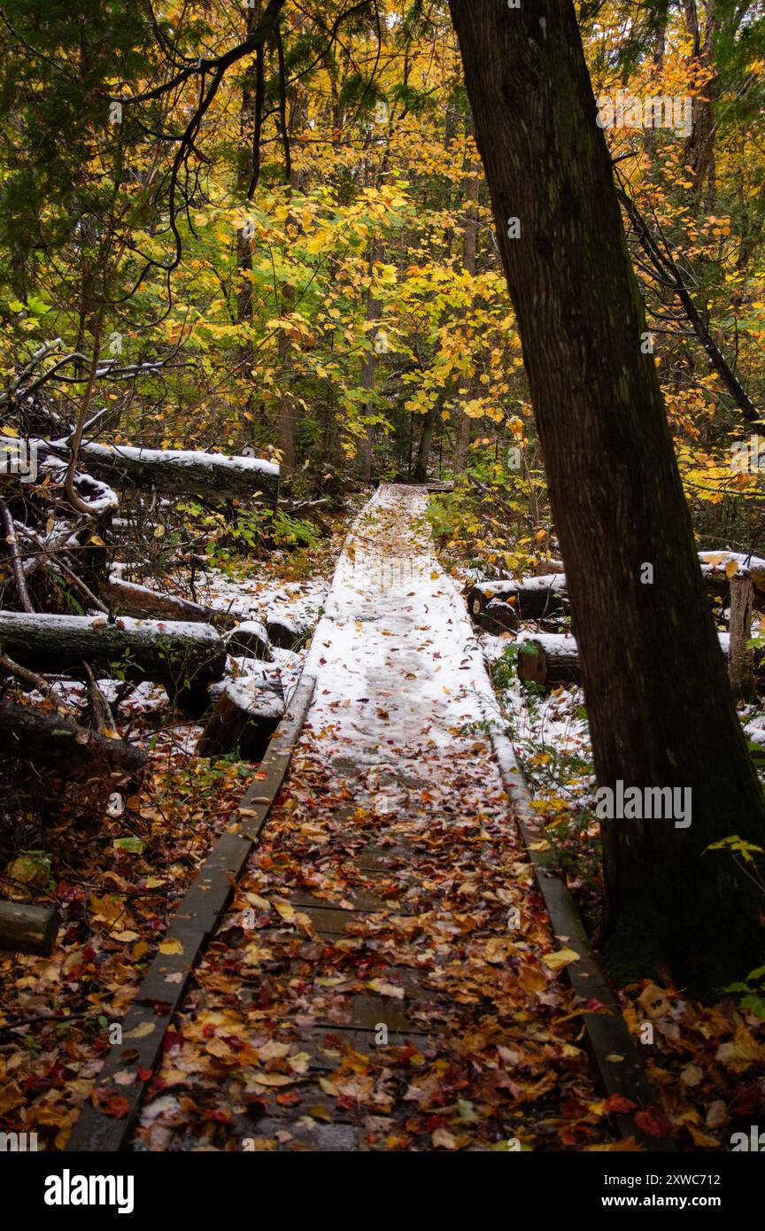 Forest fallen leaves pathway hi-res stock photography and images - Alamy
