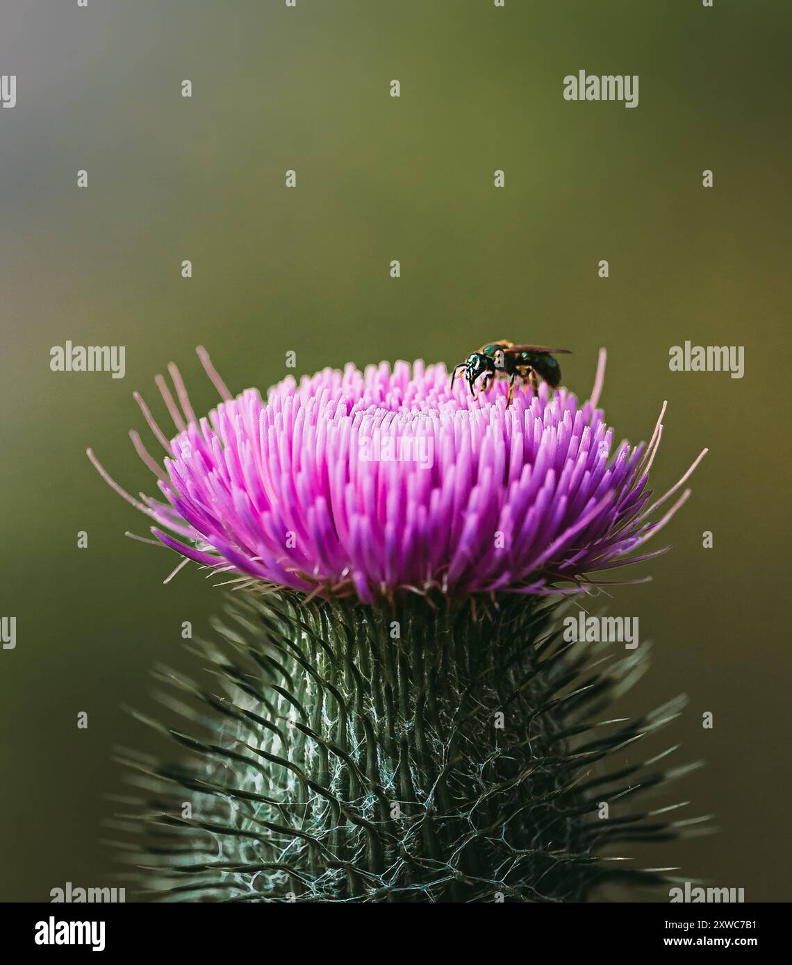 Bull thistle plant hi-res stock photography and images - Alamy