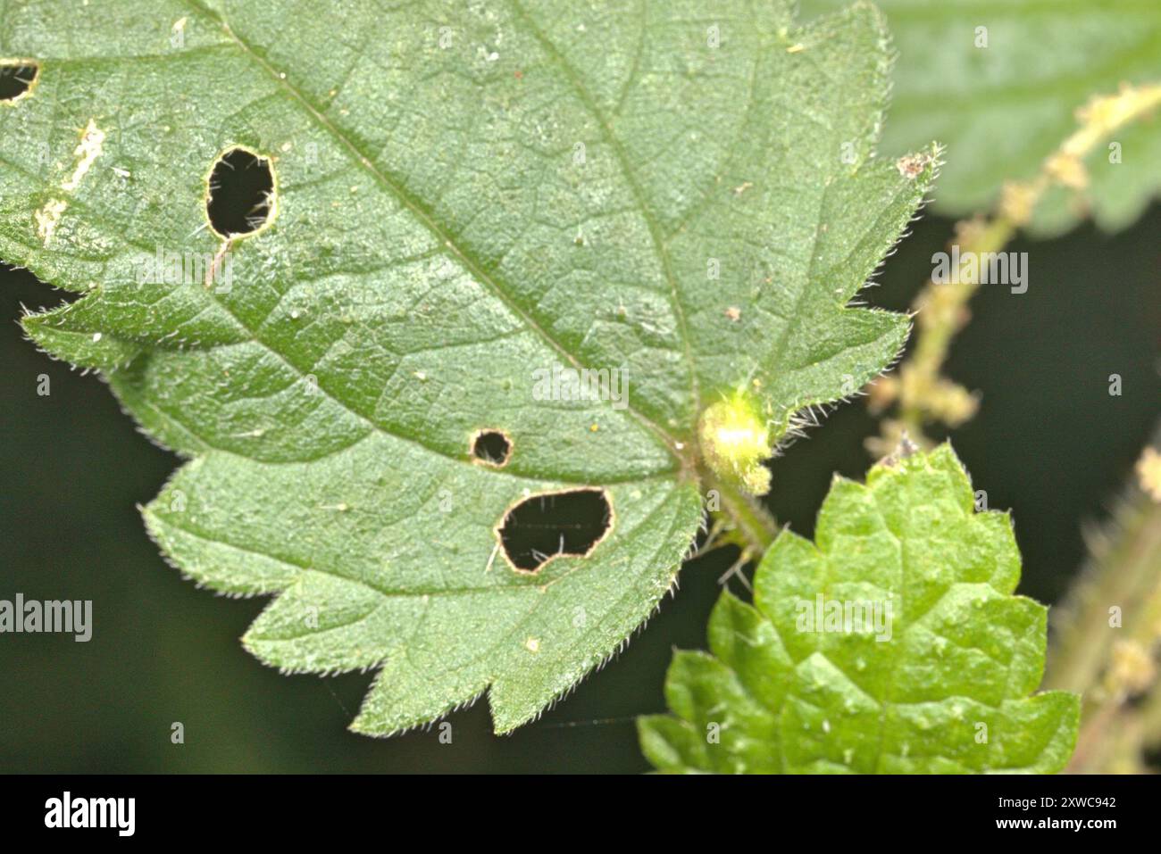 Nettle Pouch Gall Midge (Dasineura urticae) Insecta Stock Photo