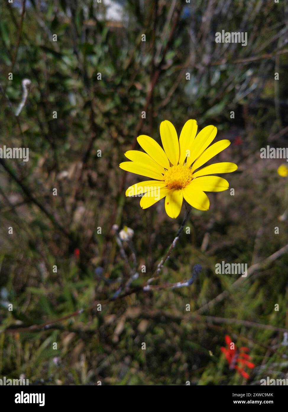 Woollystalk Boneseed (Osteospermum junceum) Plantae Stock Photo