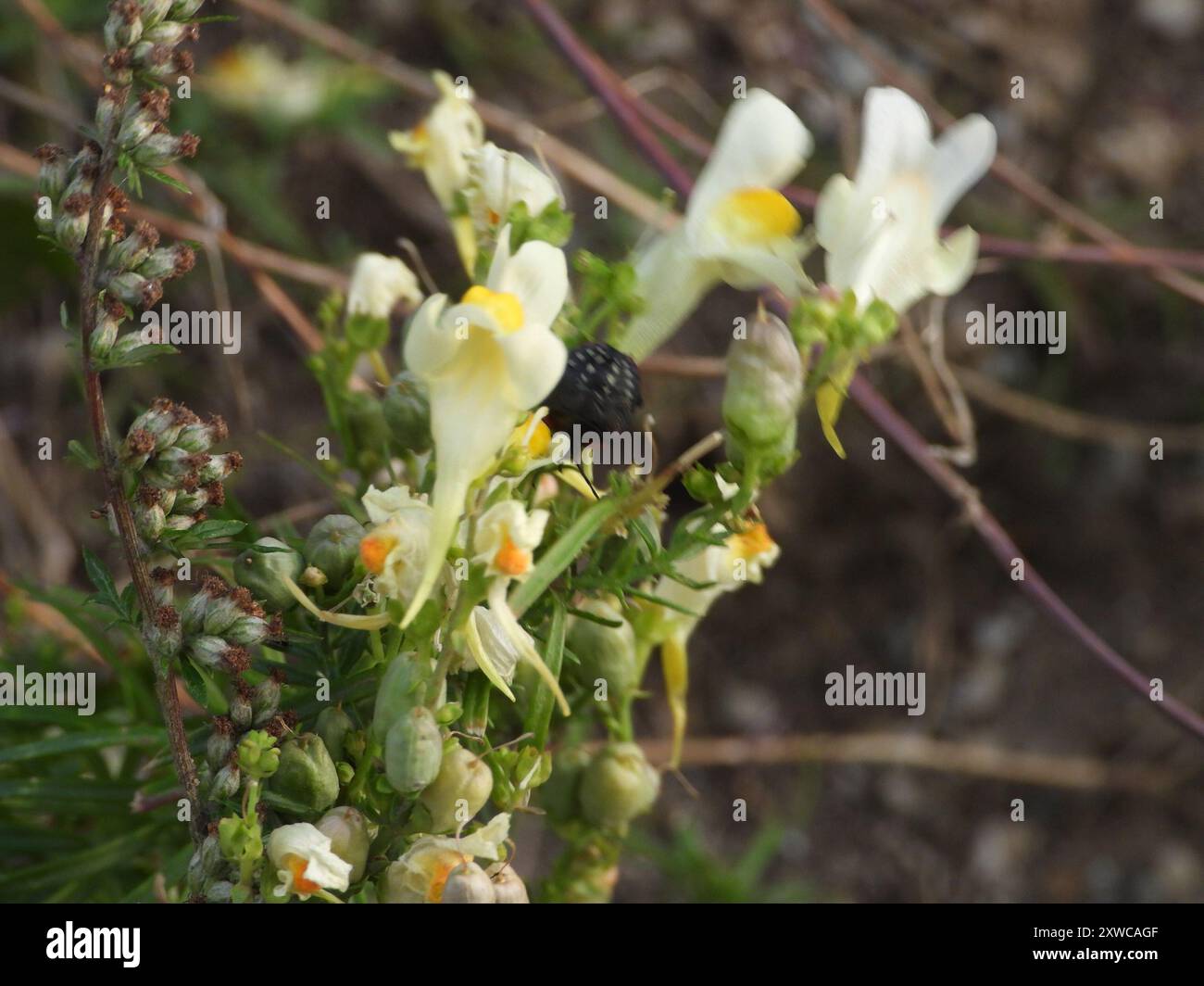 Toad Fls common toadflax (Linaria vulgaris) Plantae Stock Photo - Alamy