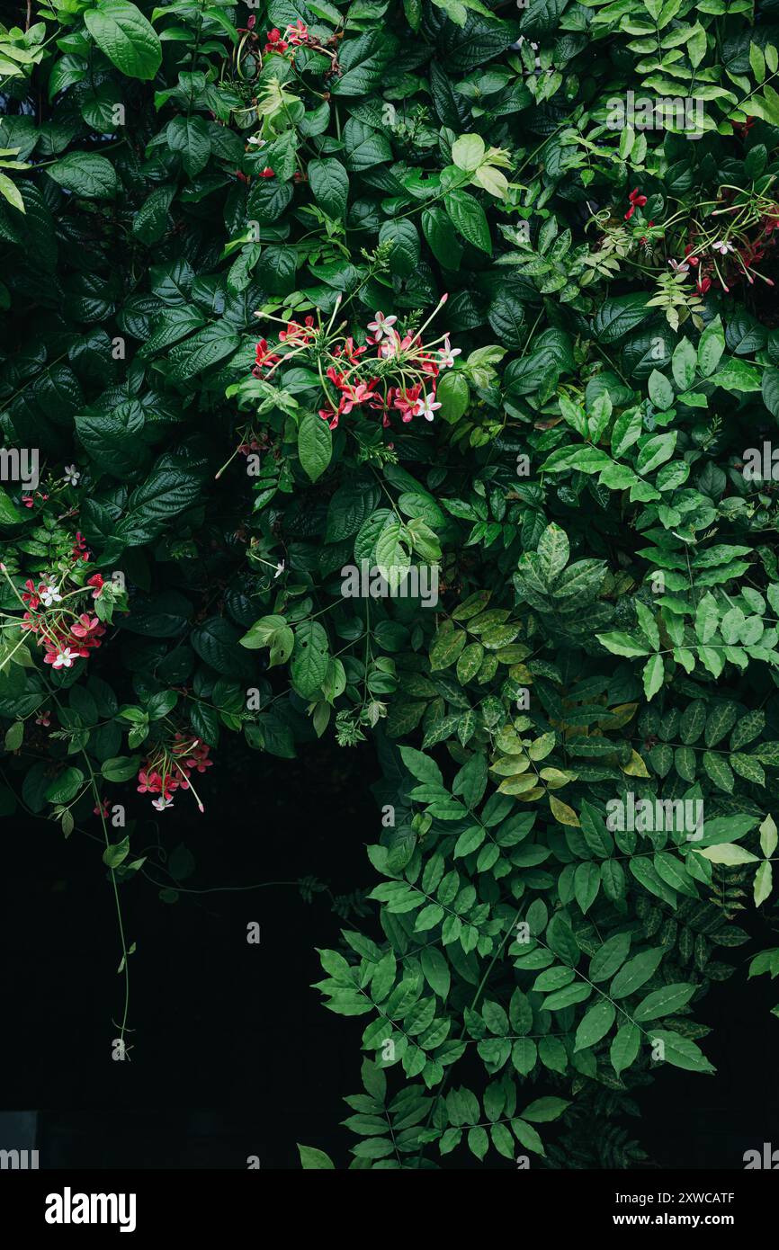 tropical lush green leaves background Stock Photo - Alamy