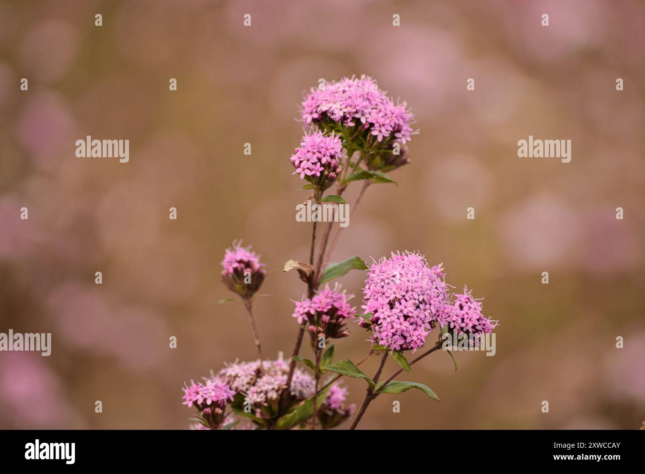 Close-up to beautiful little pink flowers in the middle of the forest ...