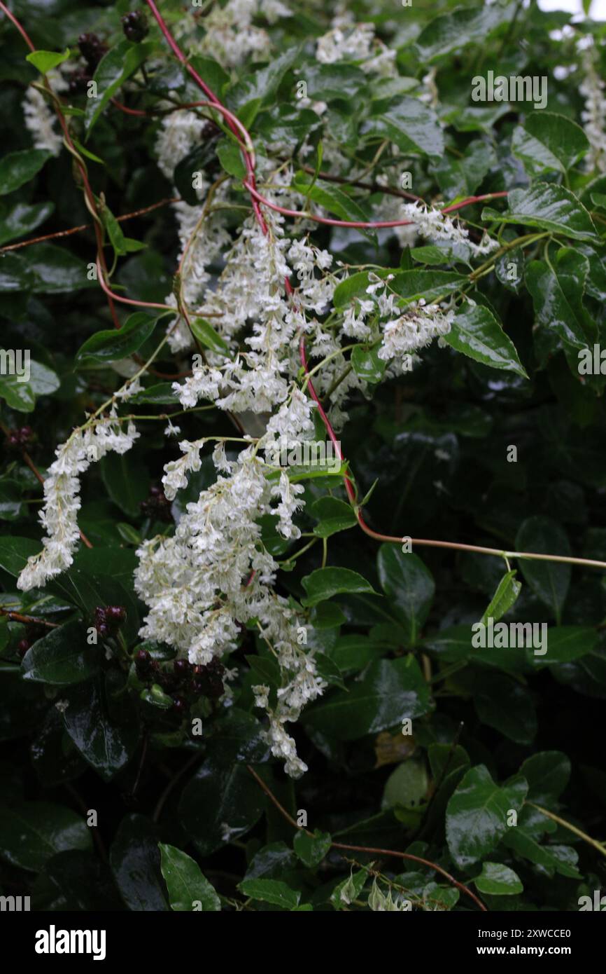 Fallopia russian vine hi-res stock photography and images - Alamy