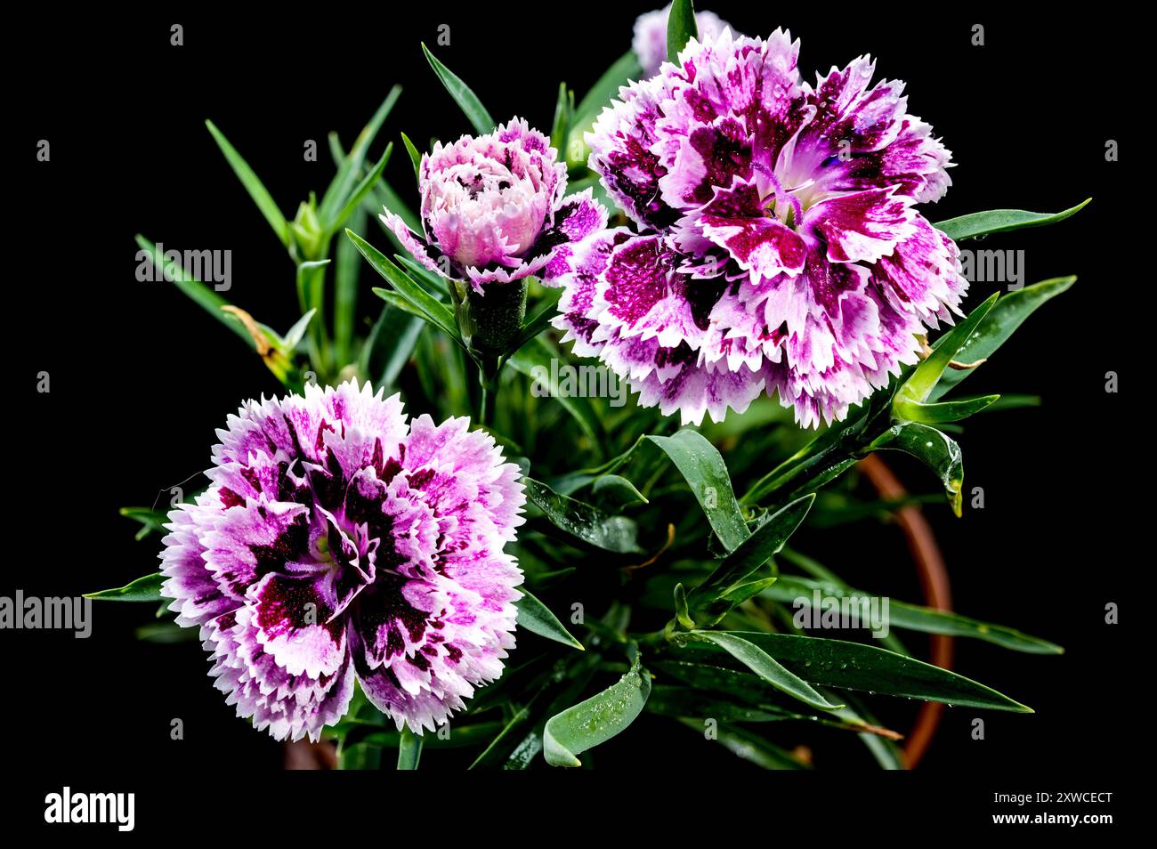 Blooming pink Carnation Dia Deur Sissy on a black background Stock Photo