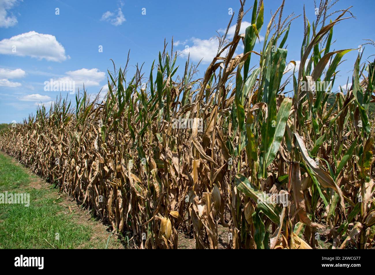 Rows of corn in late summer after a drought Stock Photo