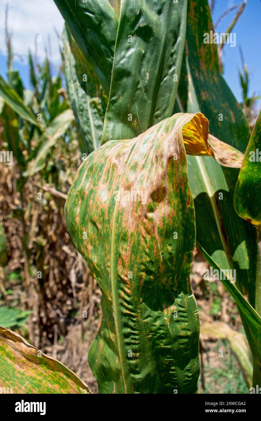 Yellowed corn leaves hi-res stock photography and images - Alamy
