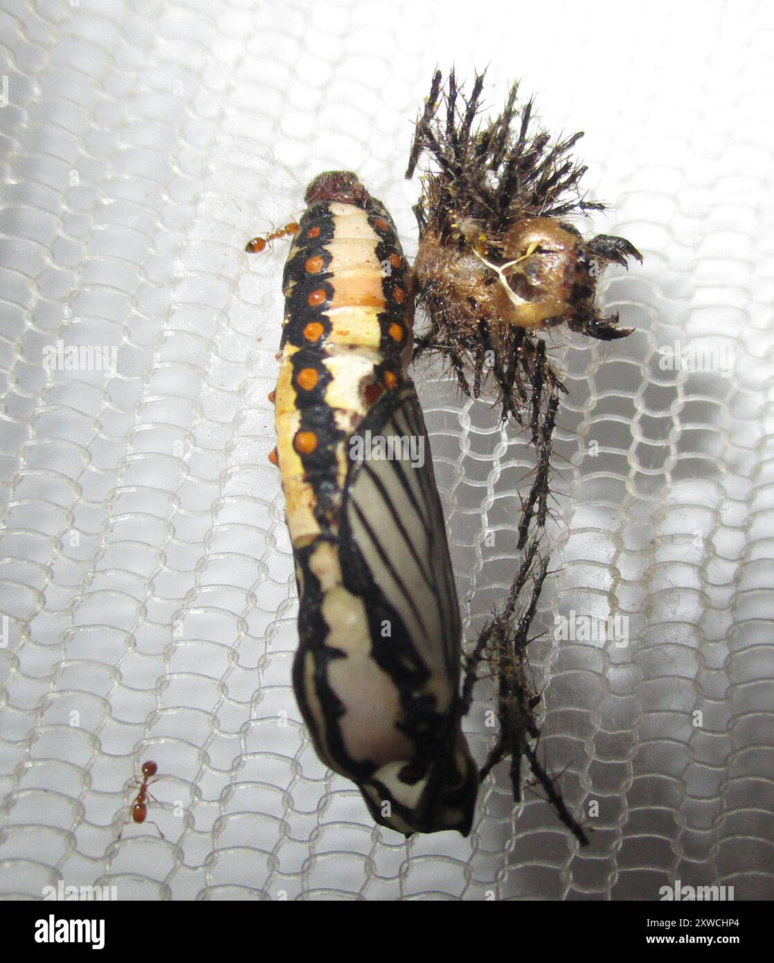 Timide Insect Timid ants hi-res stock photography and images - Alamy