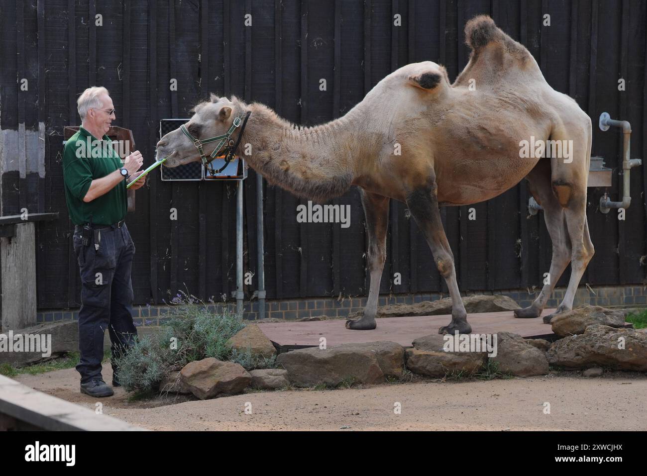 Camel keeper, Mick Tiley weighs Neomie during the annual weigh-in at ...
