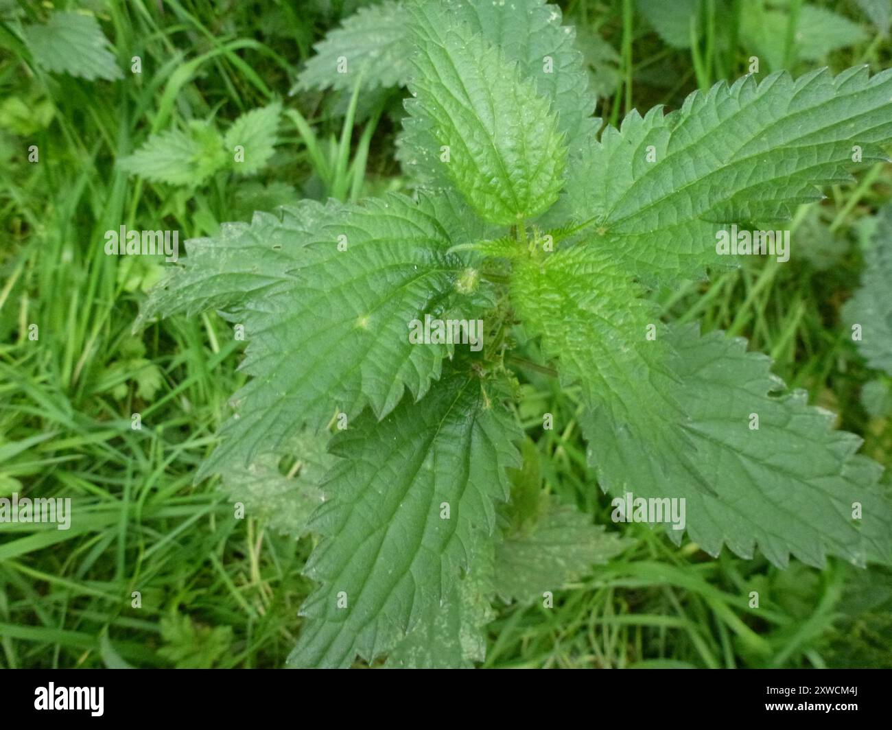 Nettle Pouch Gall Midge (Dasineura urticae) Insecta Stock Photo