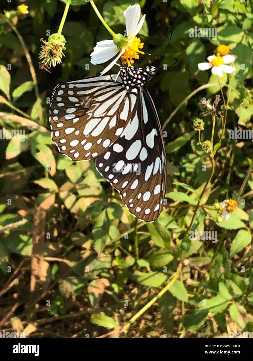 Blue Tiger (Tirumala limniace) Insecta Stock Photo - Alamy