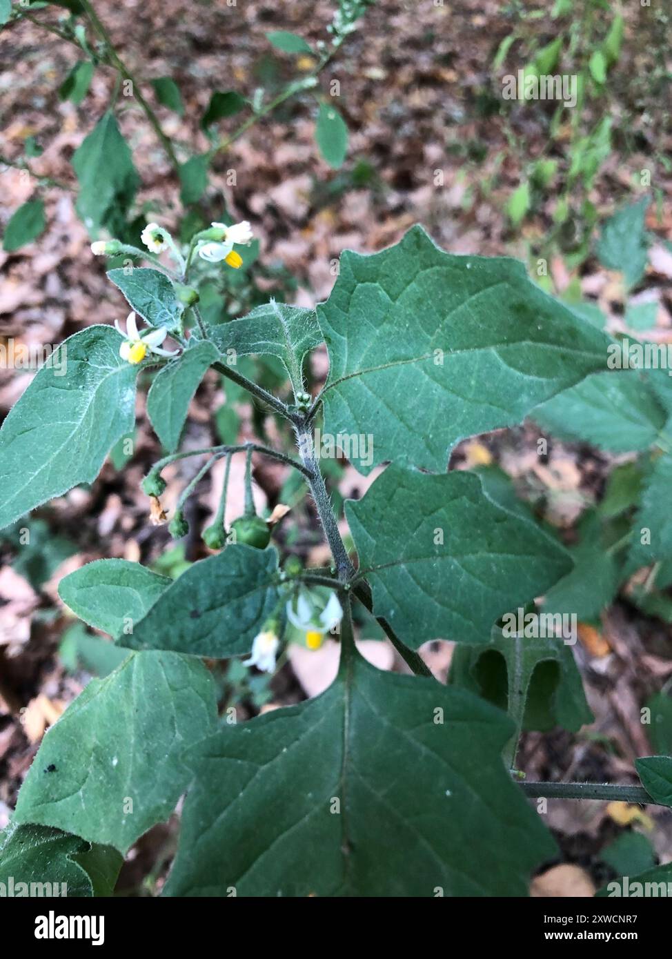 black nightshade (Solanum nigrum) Plantae Stock Photo - Alamy