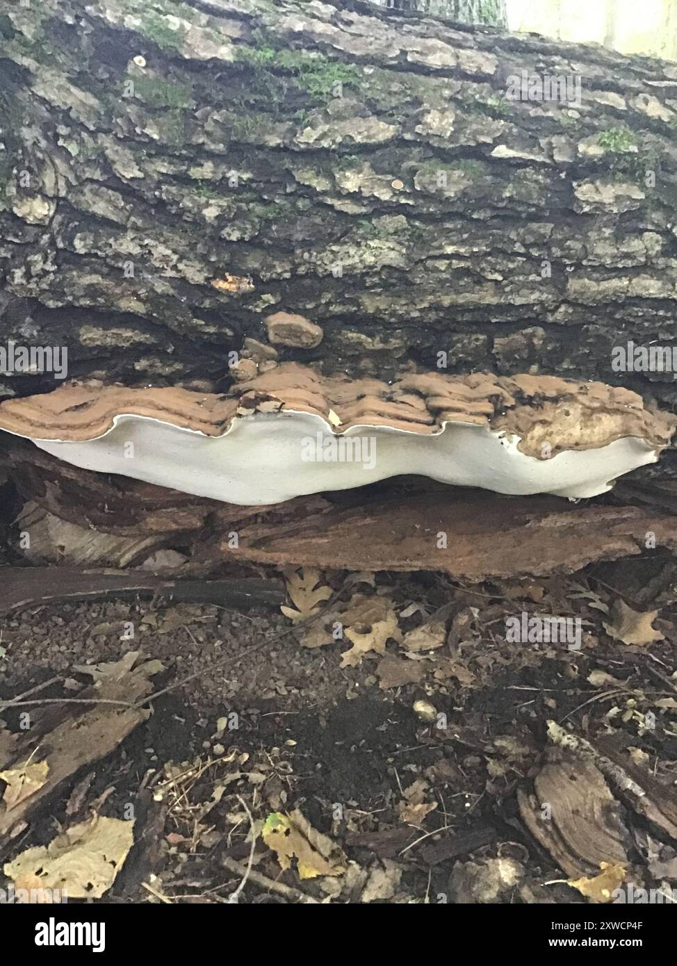 artist's bracket (Ganoderma applanatum) Fungi Stock Photo - Alamy
