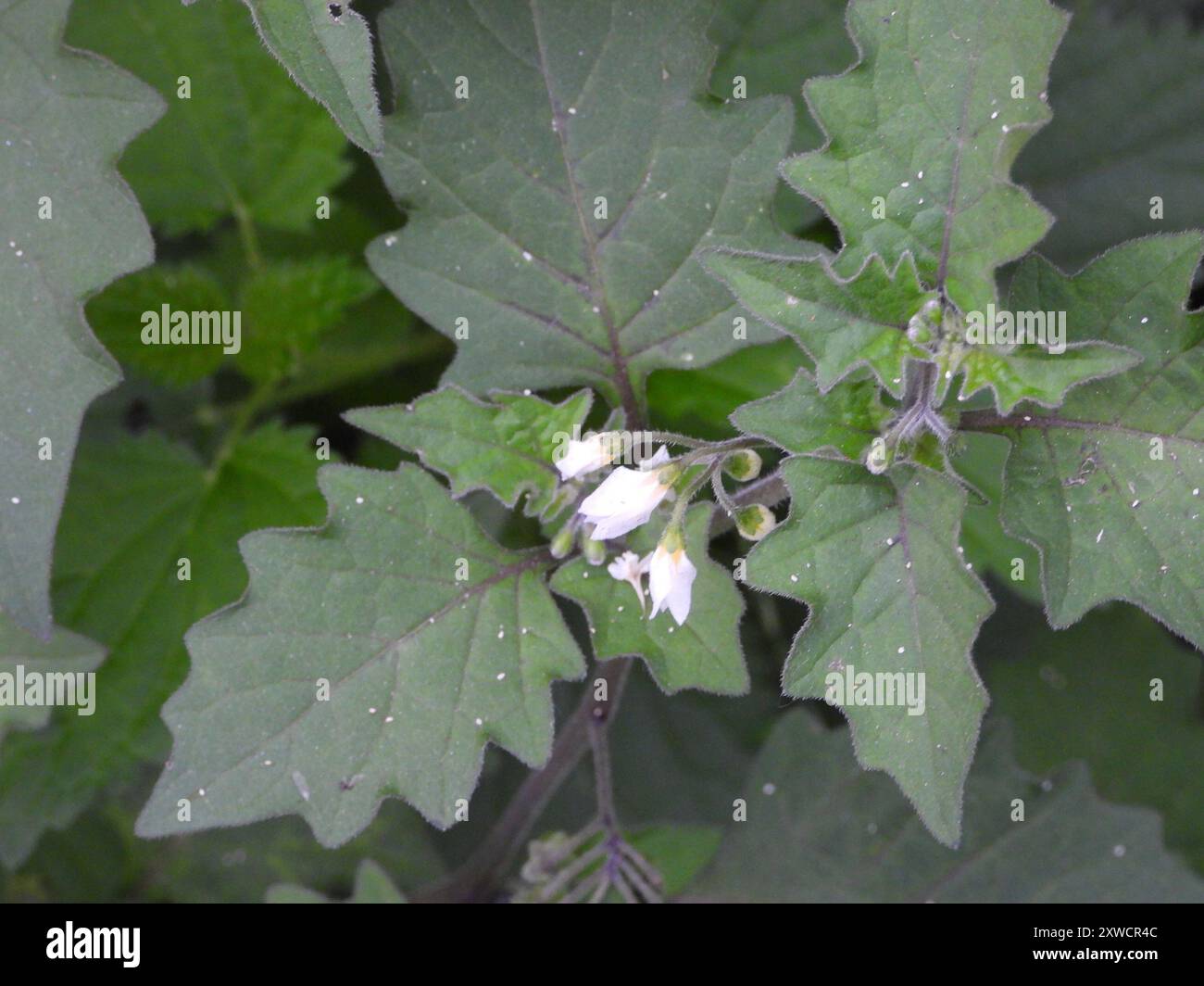 black nightshade (Solanum nigrum) Plantae Stock Photo - Alamy