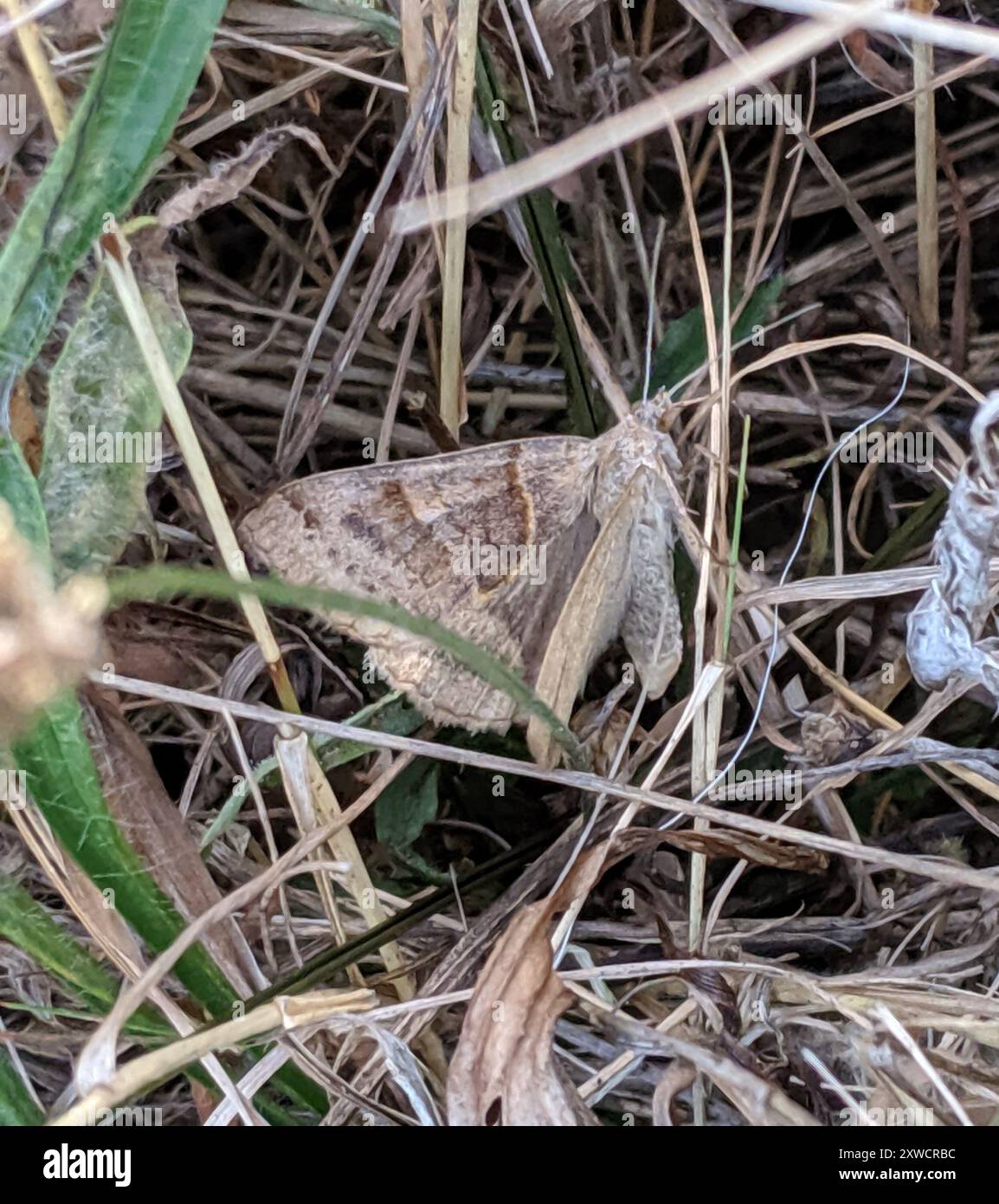 Insect Forage Forage Looper Moth (Caenurgina erechtea) Insecta Stock Photo - Alamy
