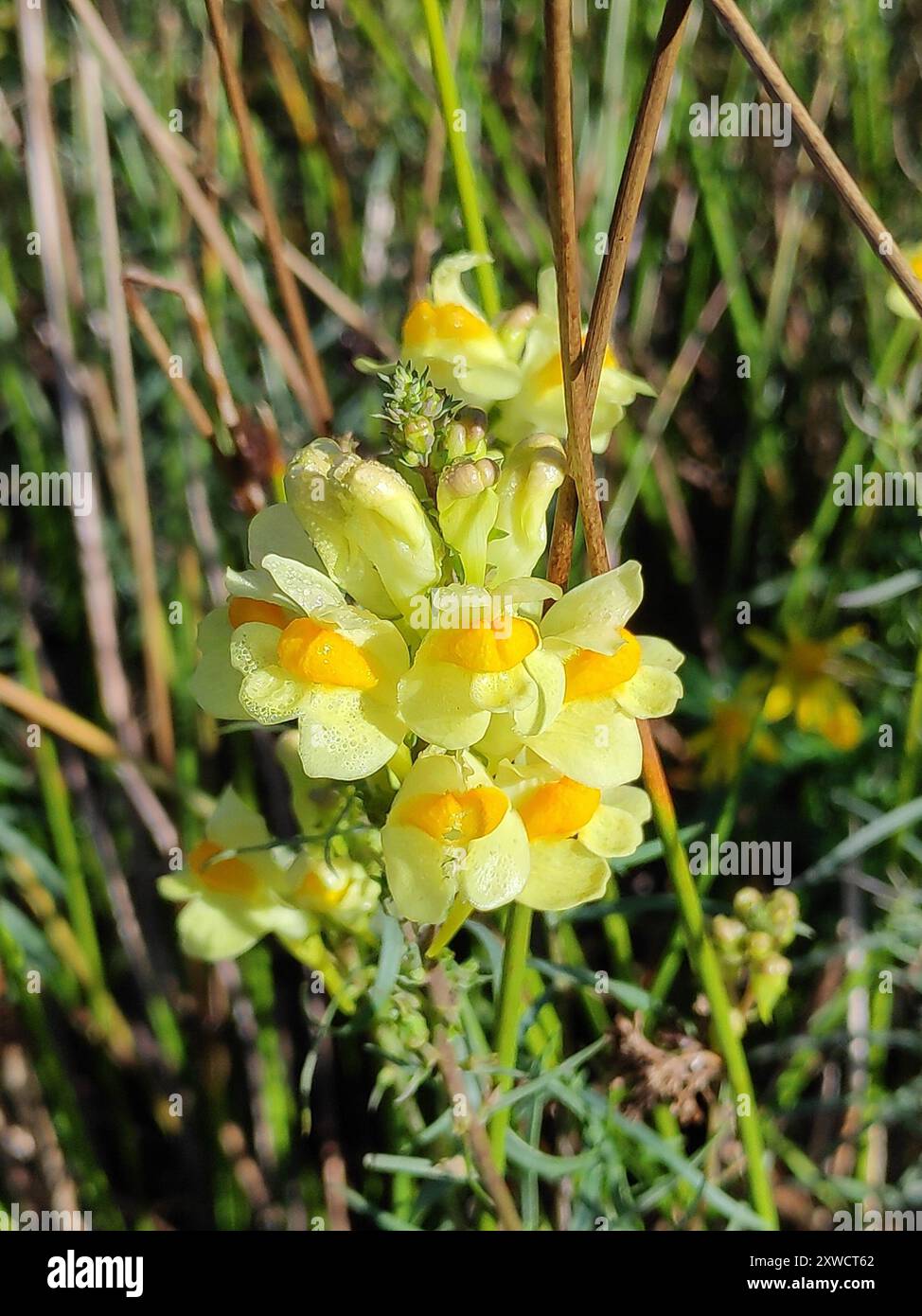 Toad Fls common toadflax (Linaria vulgaris) Plantae Stock Photo - Alamy