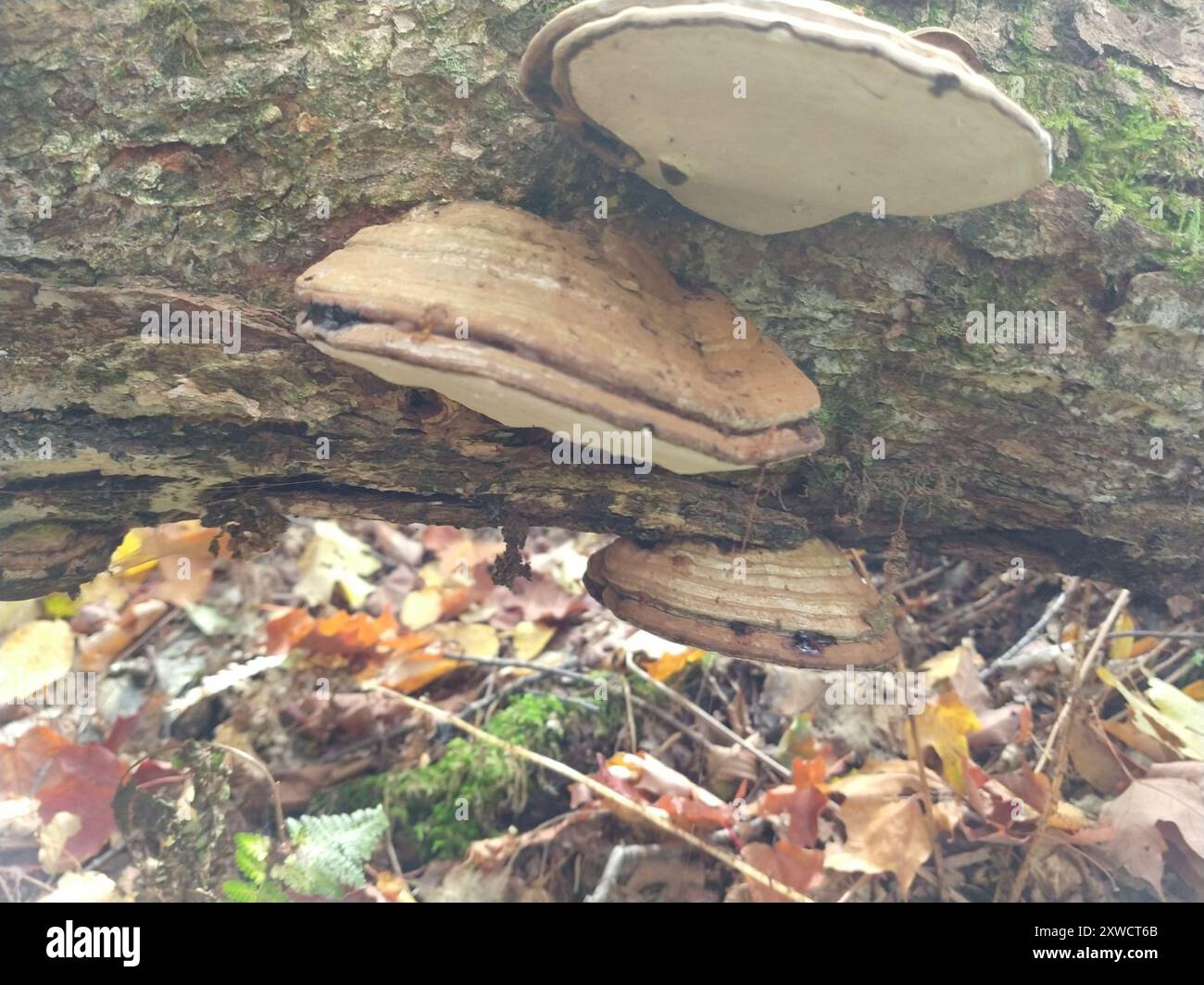 artist's bracket (Ganoderma applanatum) Fungi Stock Photo - Alamy
