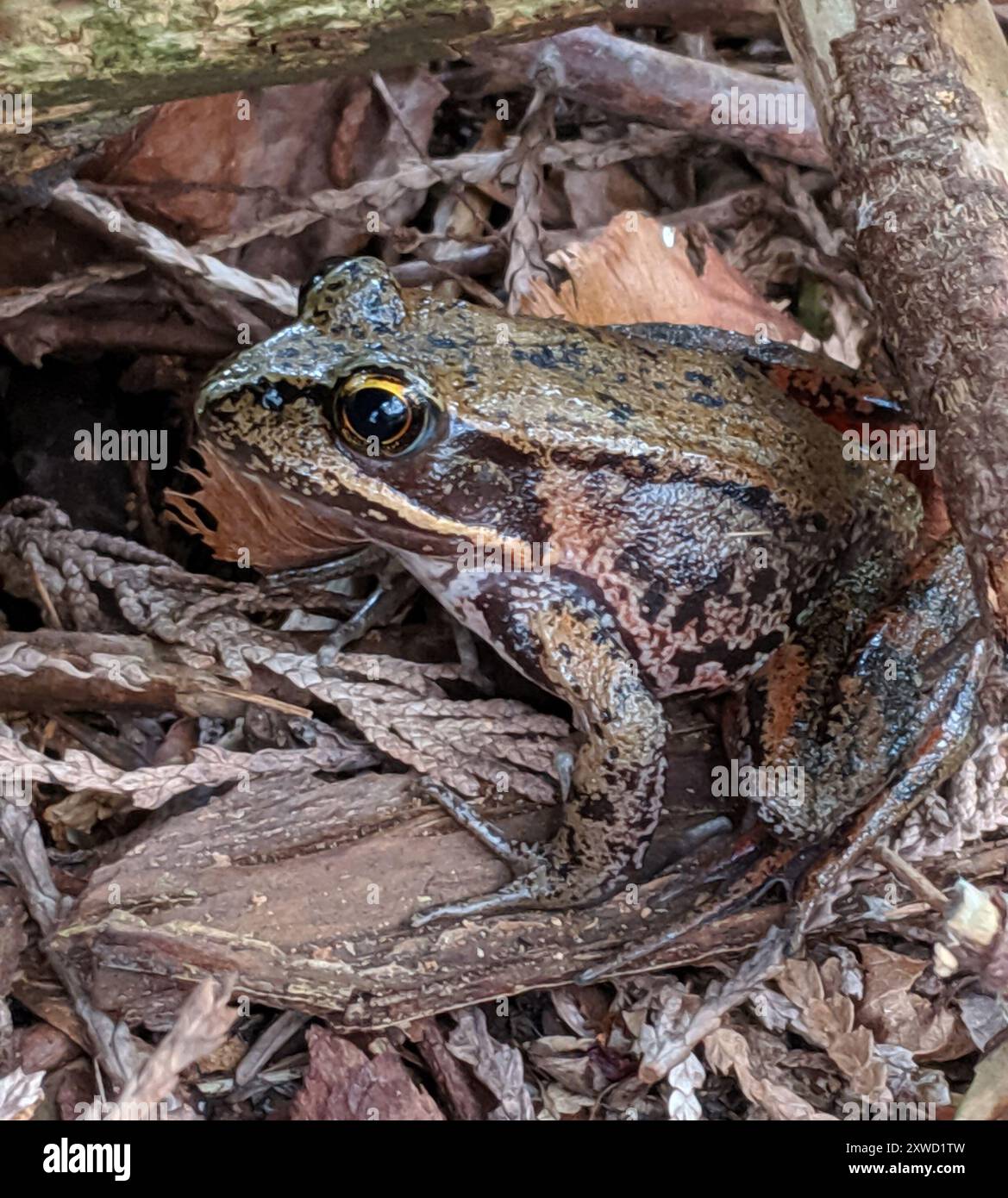 Northern Red-legged Frog (Rana aurora) Amphibia Stock Photo - Alamy