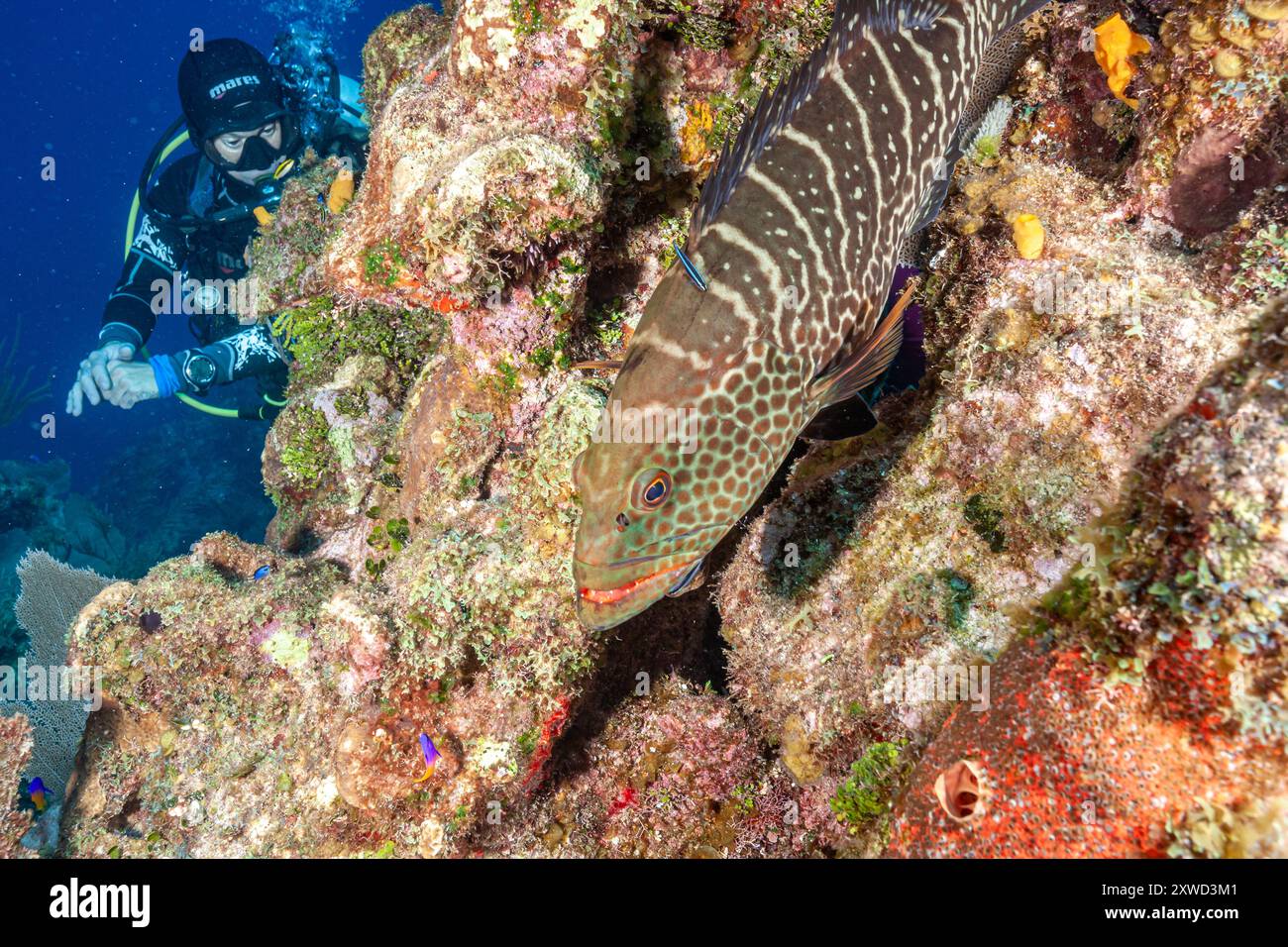 Honduras, Roatan, Tiger Grouper (Mycteroperca tigris) Stock Photo