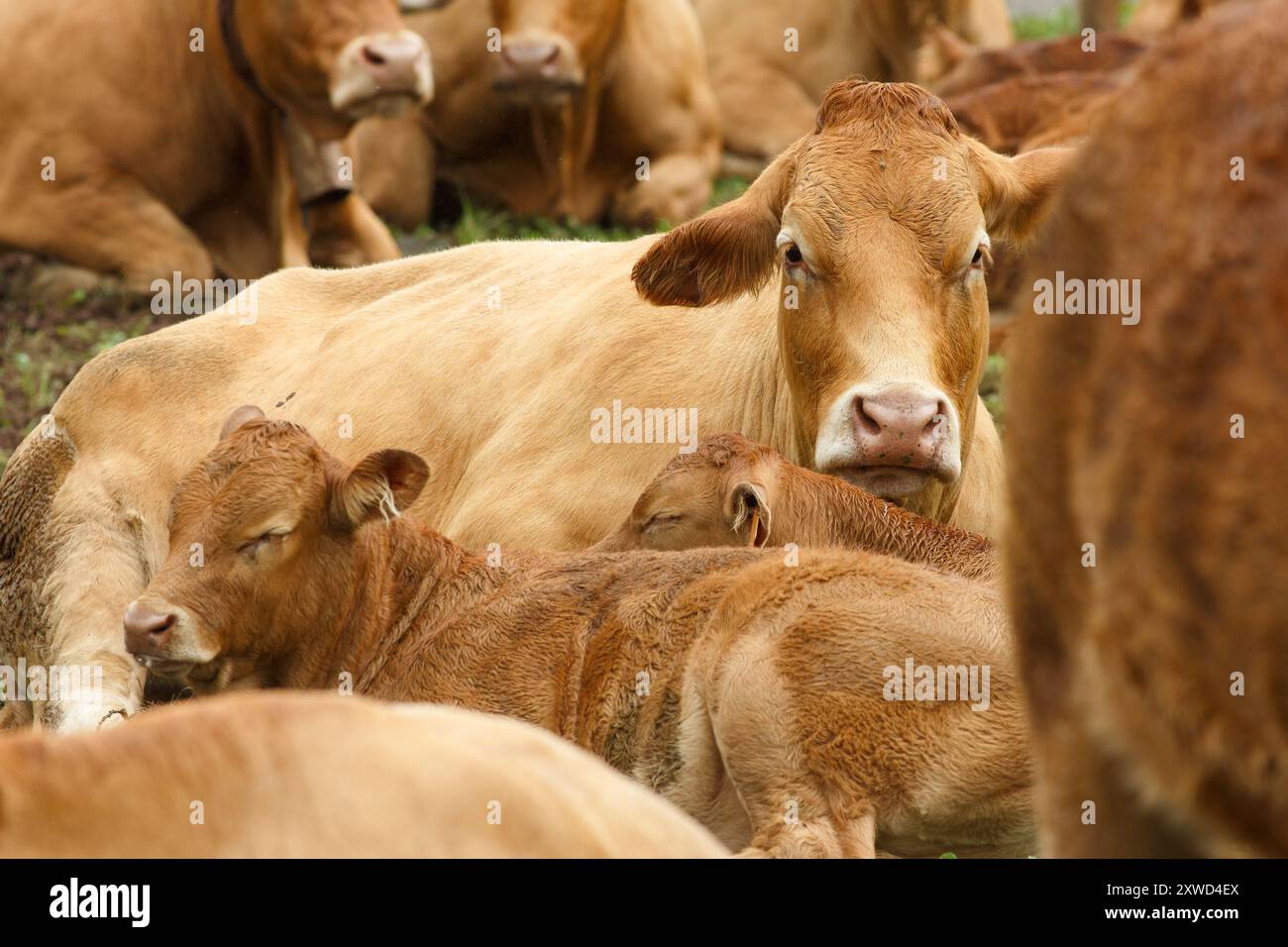 dairy farm with a large number of cattle Stock Photo - Alamy
