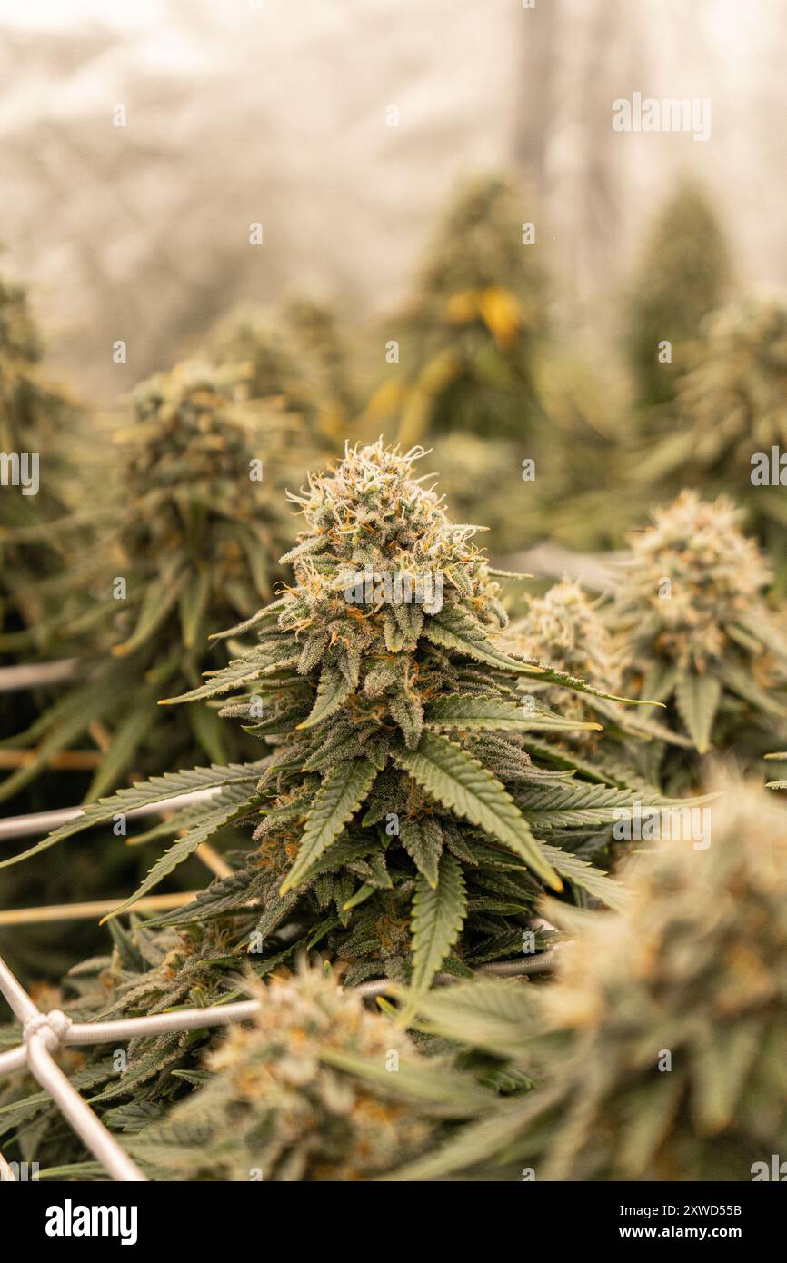 Giant cannabis plant hi-res stock photography and images - Alamy