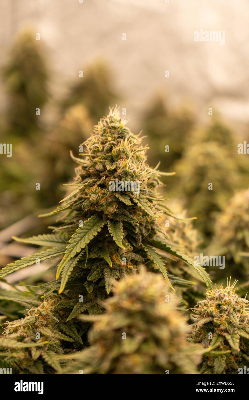 Giant cannabis plant hi-res stock photography and images - Alamy