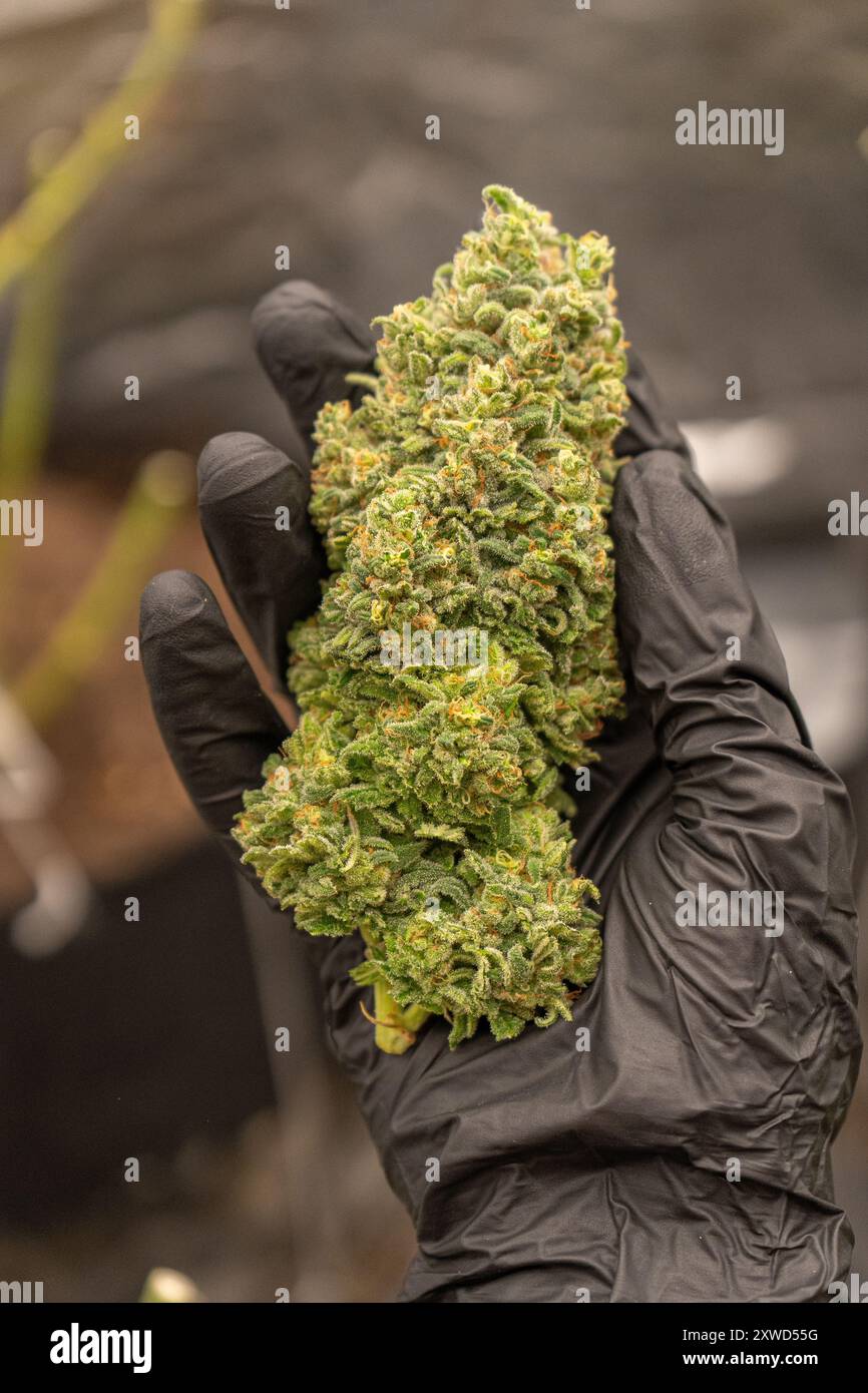 Giant cannabis plant hi-res stock photography and images - Alamy