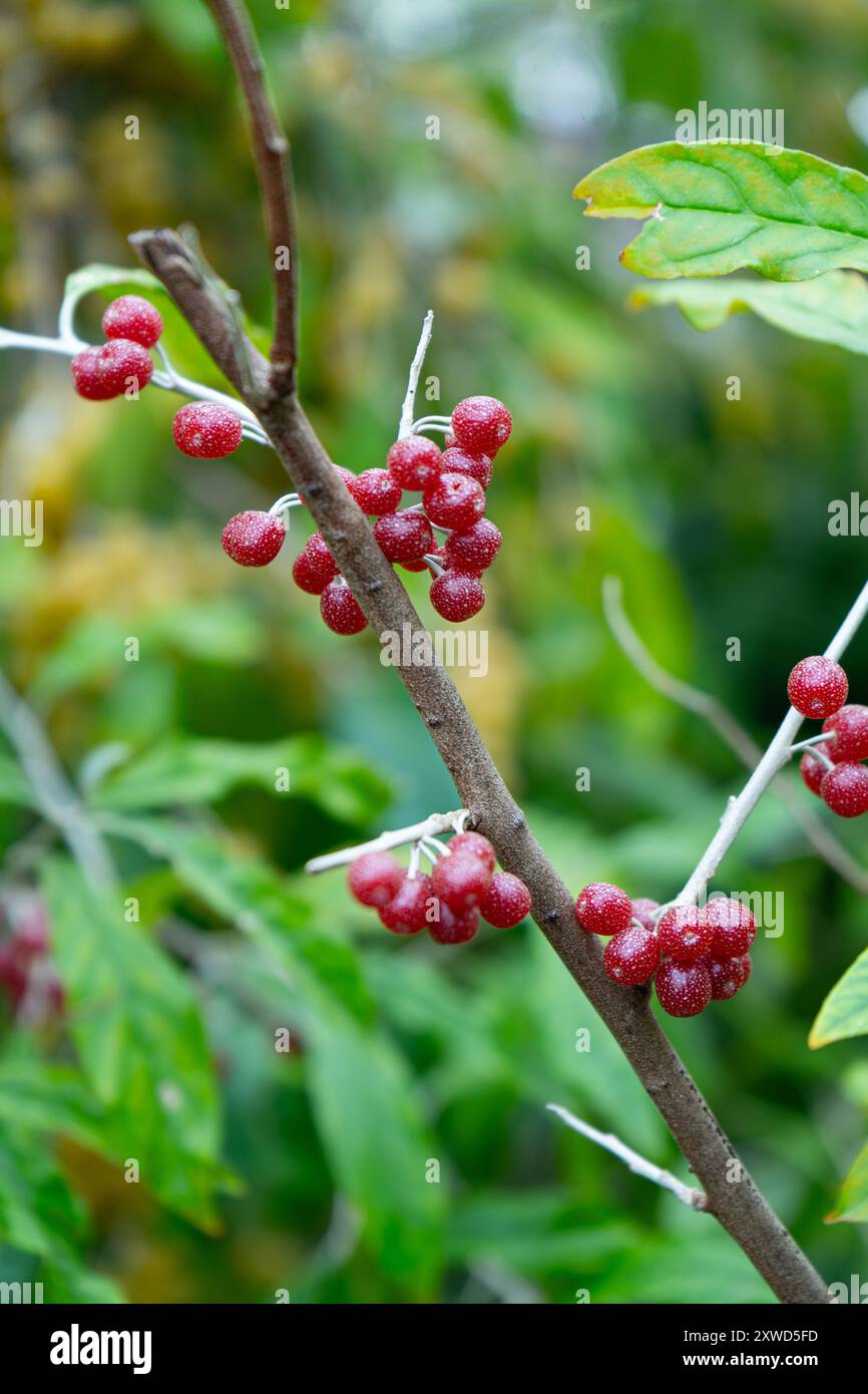 Peperoncino Rosso Intero Biologico 50g - Certificato Biologico, Qualità Premium | Gusto E Aroma - Foto 9