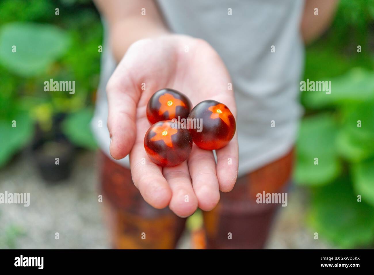 Girl holding Multiple differently colored Cherry Tomatoes. Orange, Red and Yellow Cherry tomatoes. Stock Photo