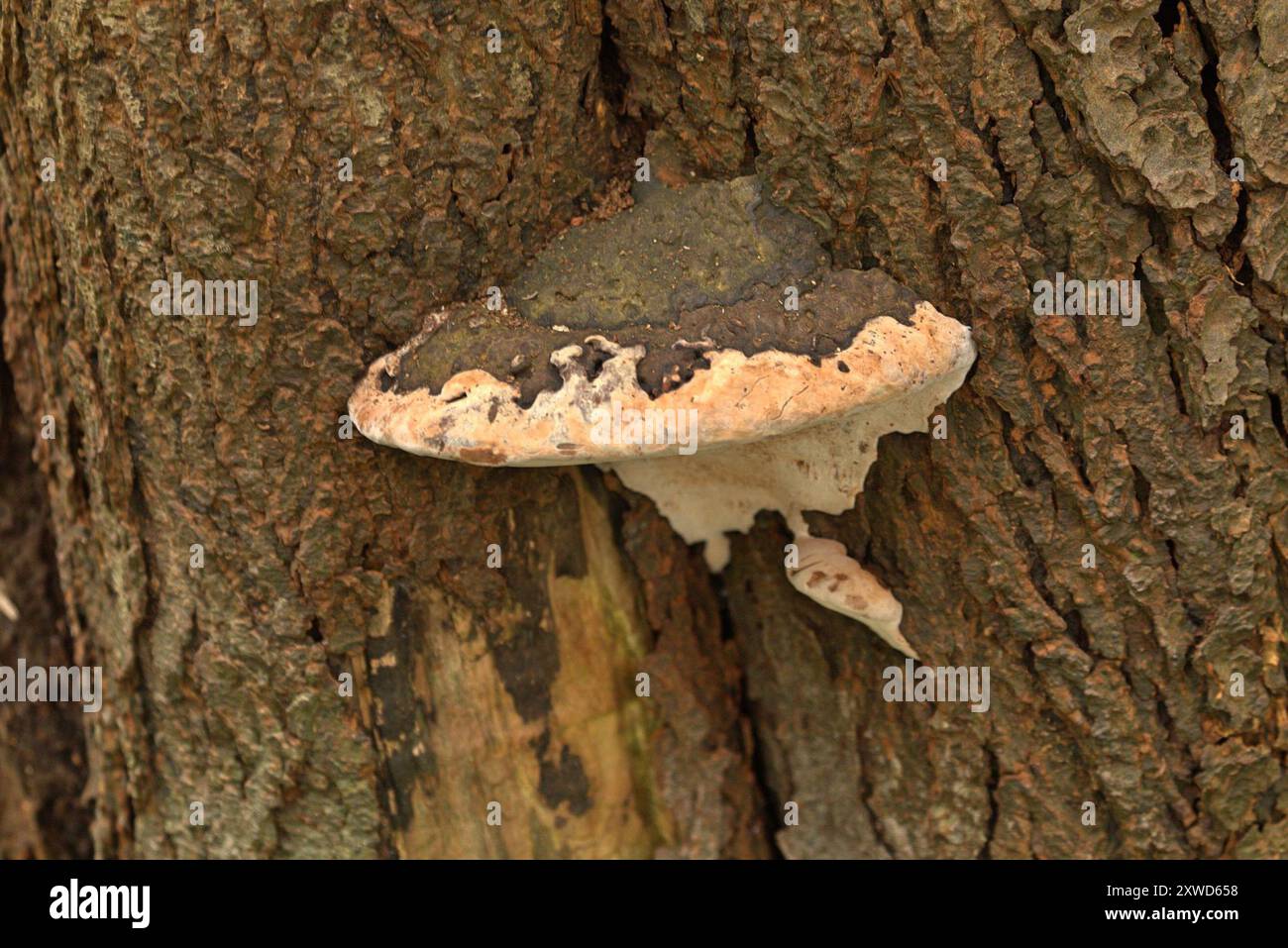 artist's bracket (Ganoderma applanatum) Fungi Stock Photo - Alamy