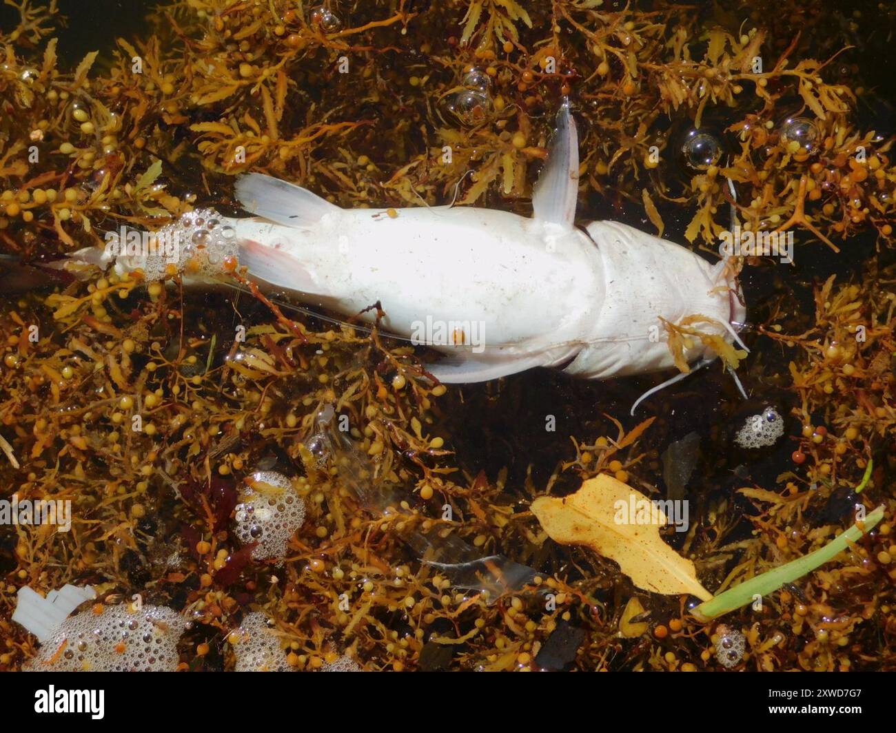 Sea Catfishes (Ariidae) Actinopterygii Stock Photo - Alamy