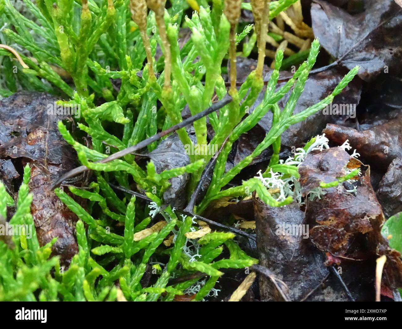 savin-leaved clubmoss (Diphasiastrum × sabinifolium) Plantae Stock