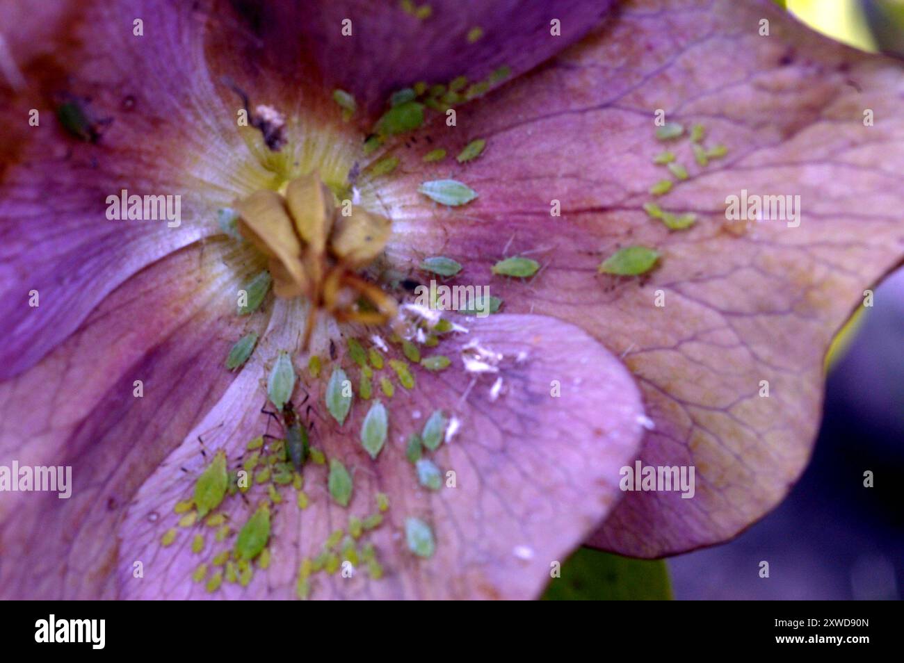 Hellebore aphid hi-res stock photography and images - Alamy