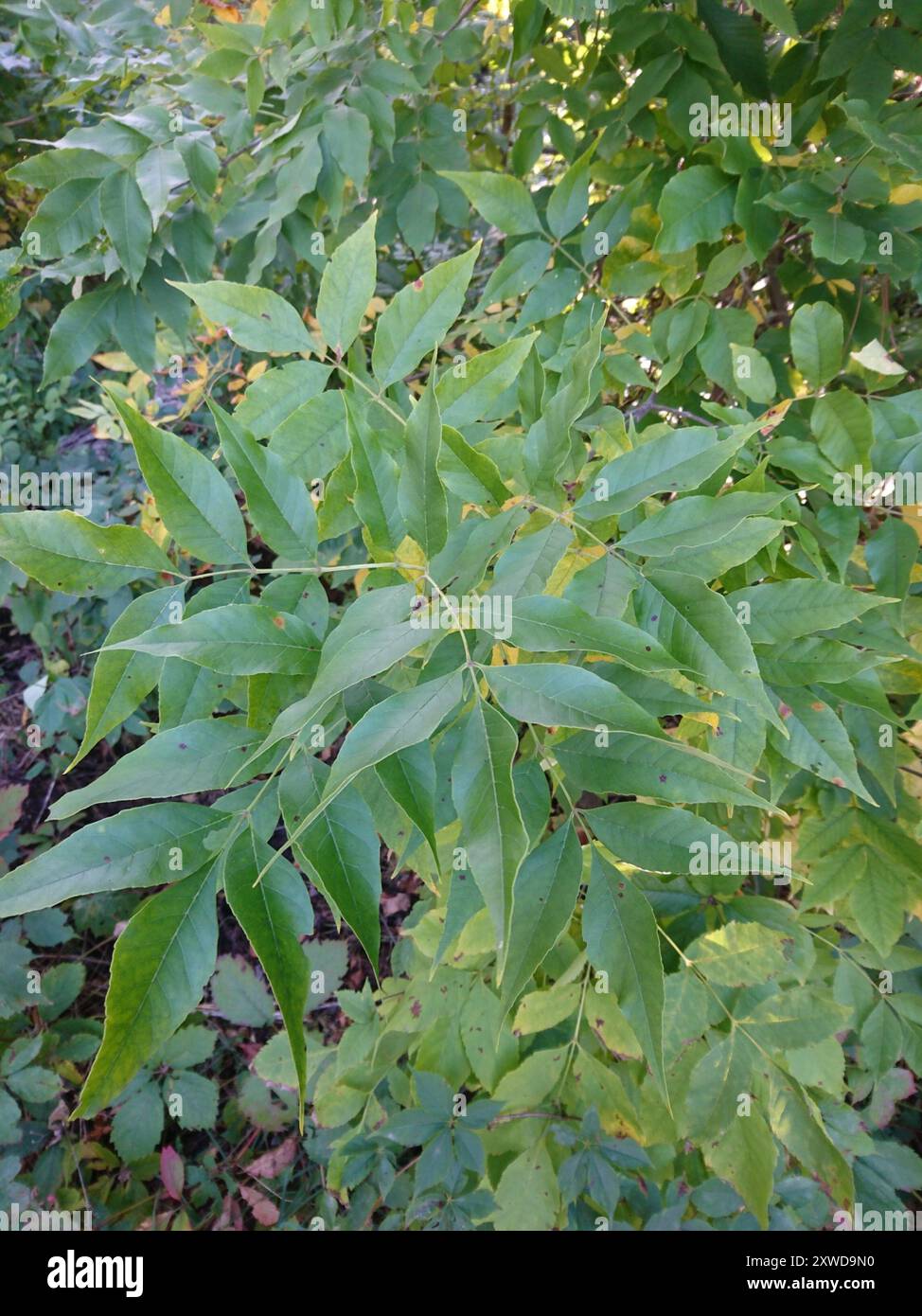 green ash (Fraxinus pennsylvanica) Plantae Stock Photo - Alamy