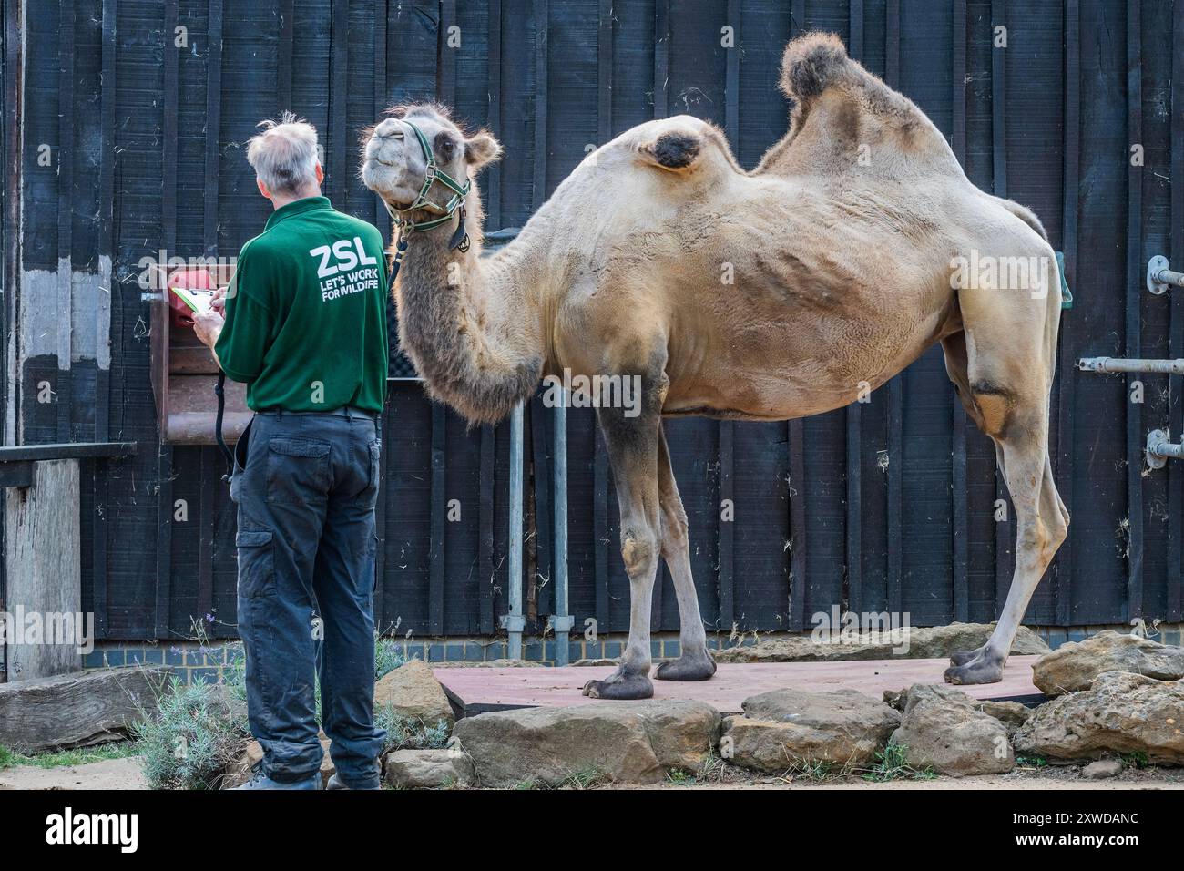 London, UK. 19th Aug, 2024. Noemie a Bactrian camel is encouraged on to ...