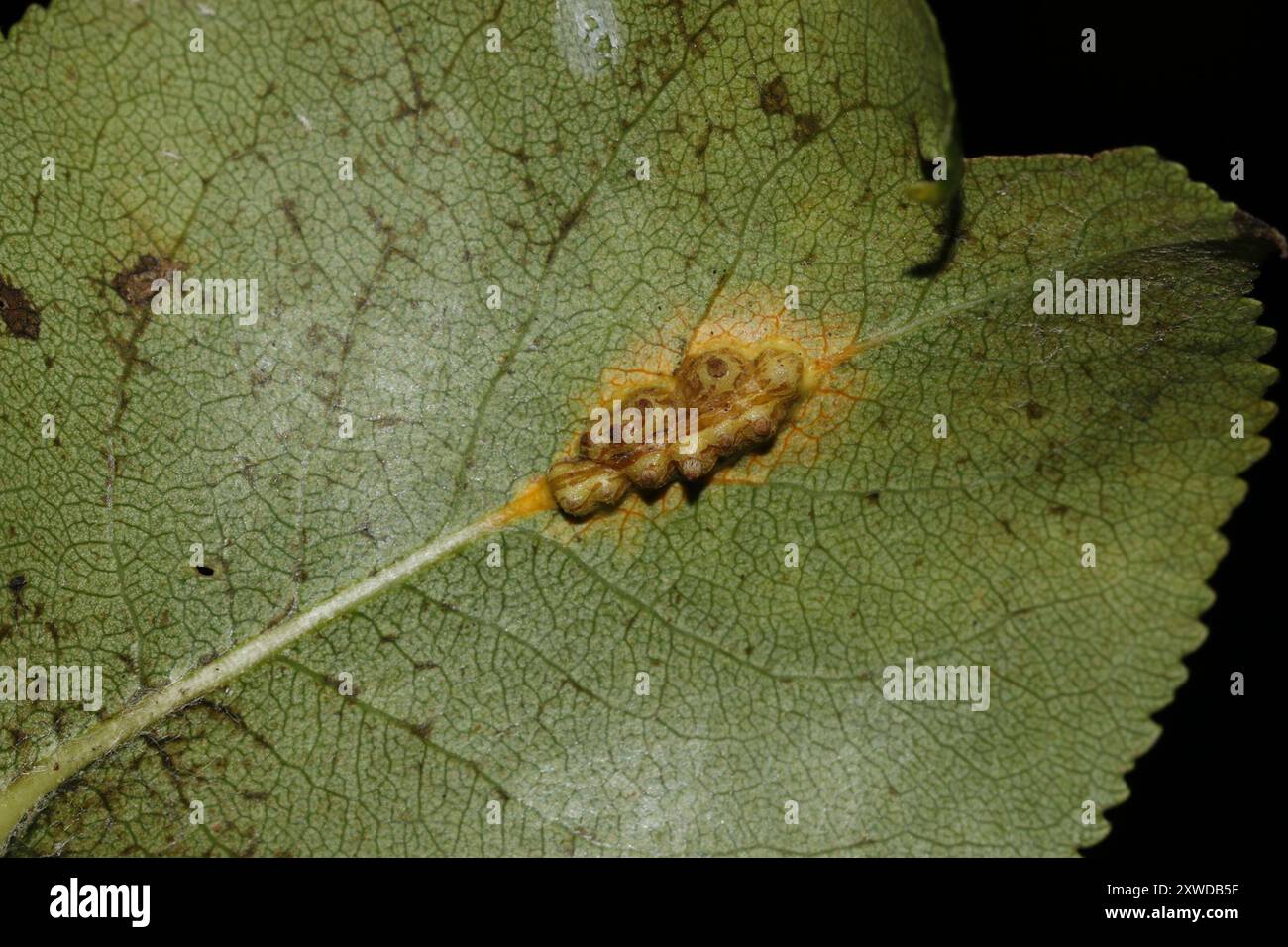 Pear Rust (Gymnosporangium sabinae) Fungi Stock Photo - Alamy