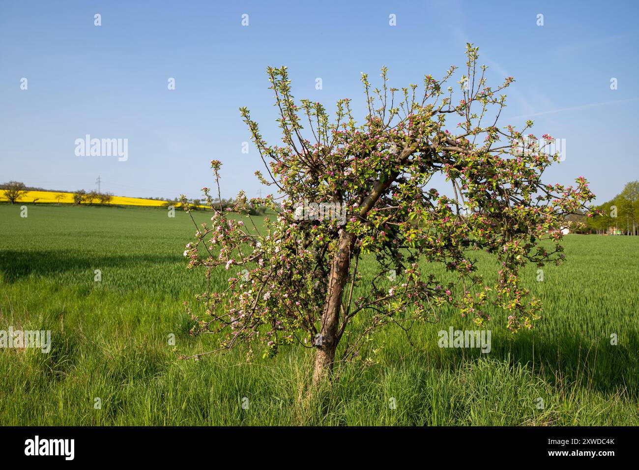 Horizontal photo rapeseed field hi-res stock photography and images - Alamy