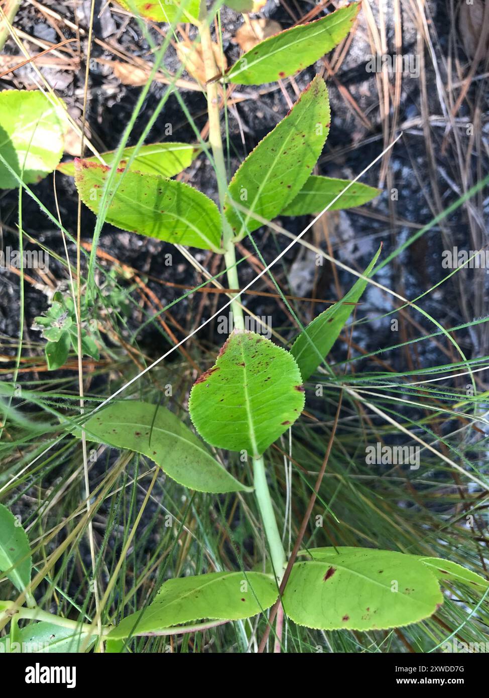 Stillingia sylvatica, Queen's Delight