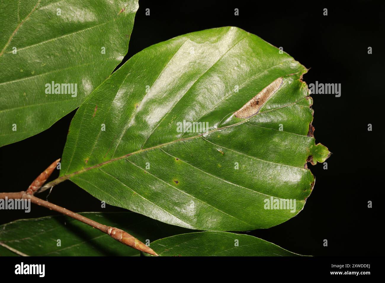 Beech Midget (Phyllonorycter maestingella) Insecta Stock Photo - Alamy