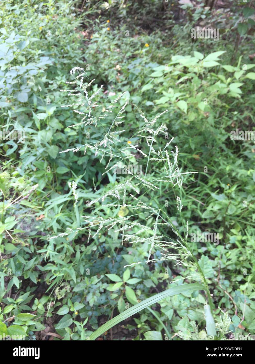 redtop panicgrass (Coleataenia rigidula) Plantae Stock Photo - Alamy